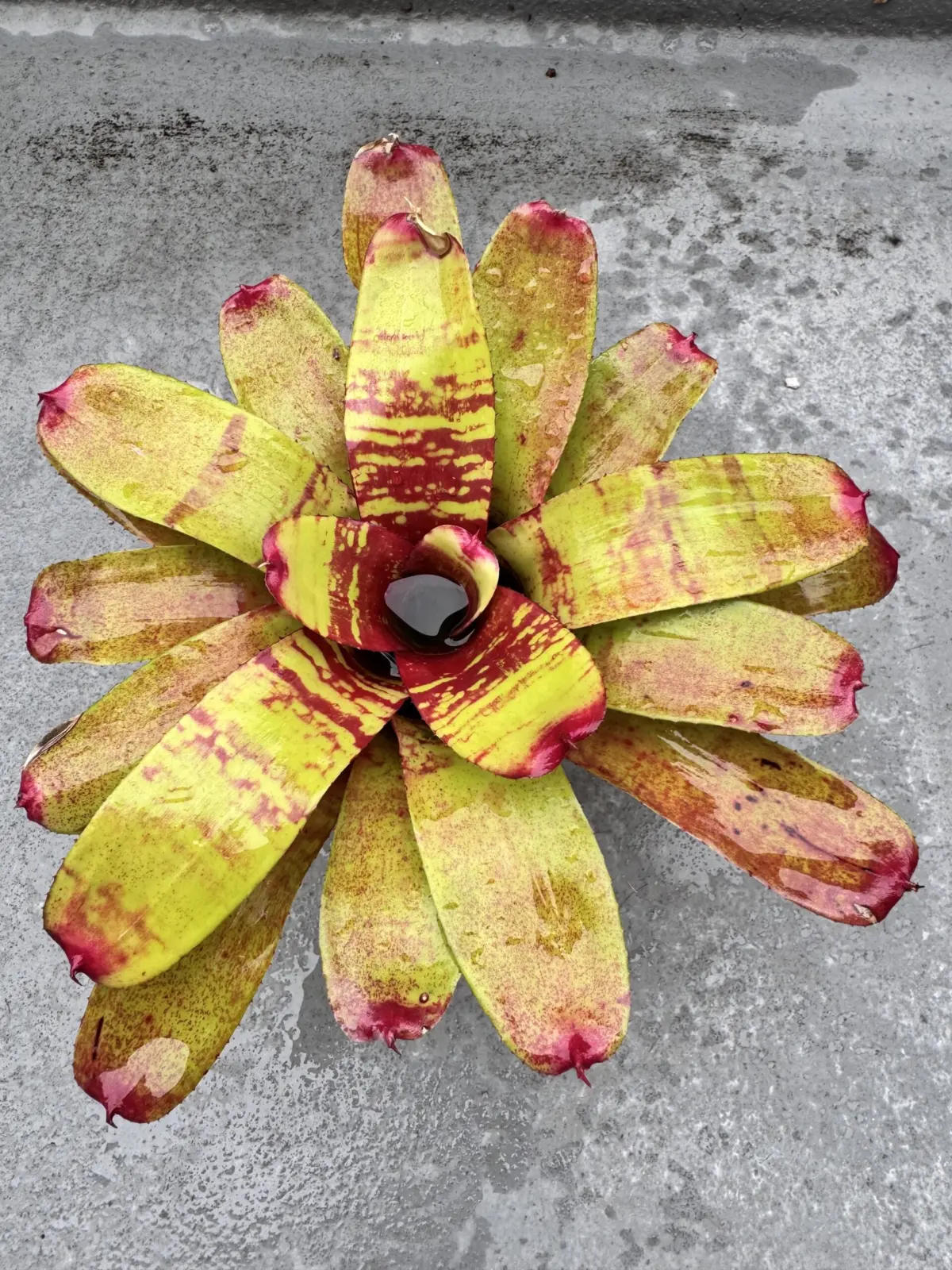 ネオレゲリア　フィッシュネット　〈4〉