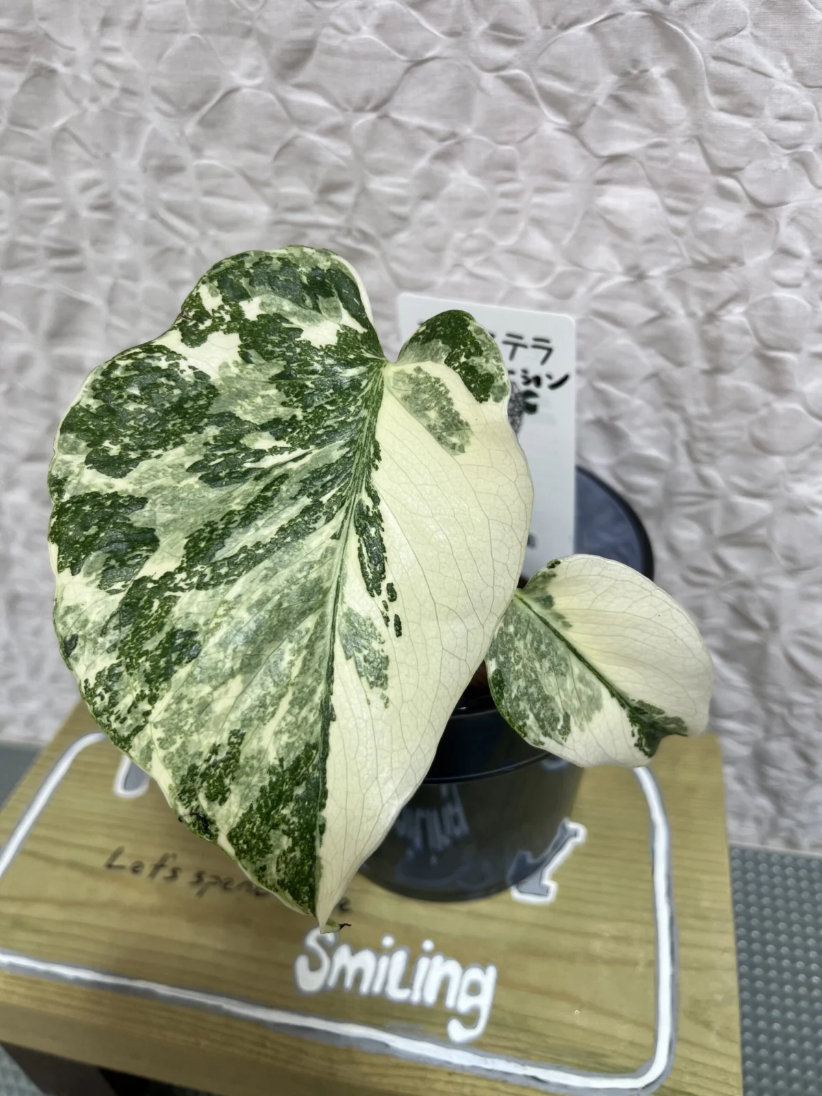 モンステラ　タイコンステレーション