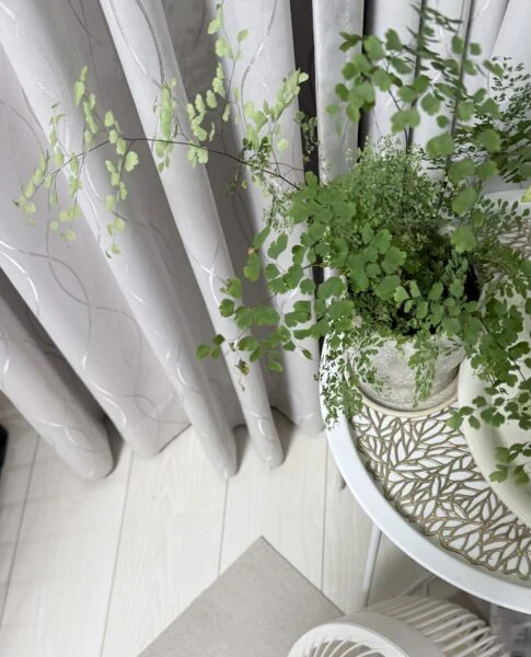 アジアンタム　ミックス植え　色が薄い