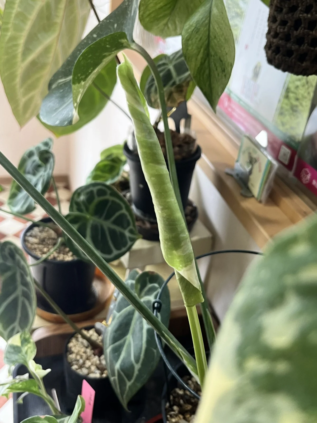 モンステラ　タイコンステレーション