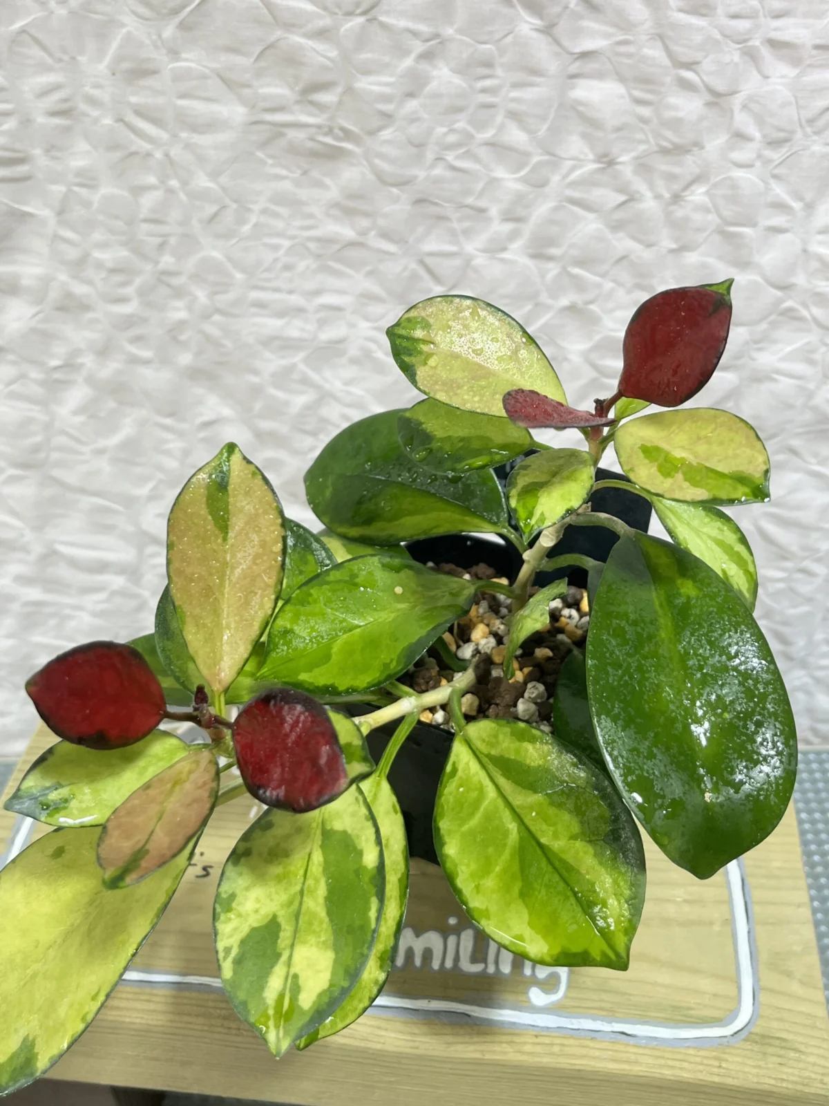 ホヤ　オーストラリスリサ