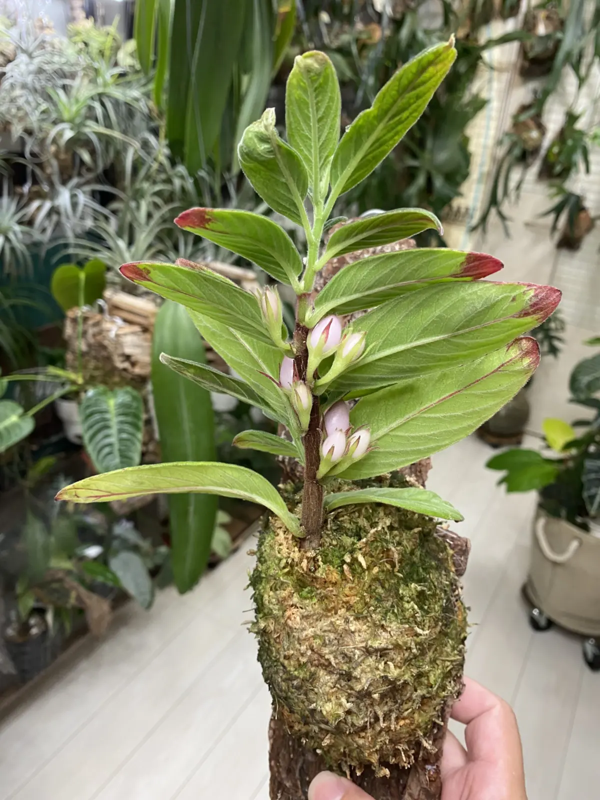 コルムネア　オリエンタンディナ