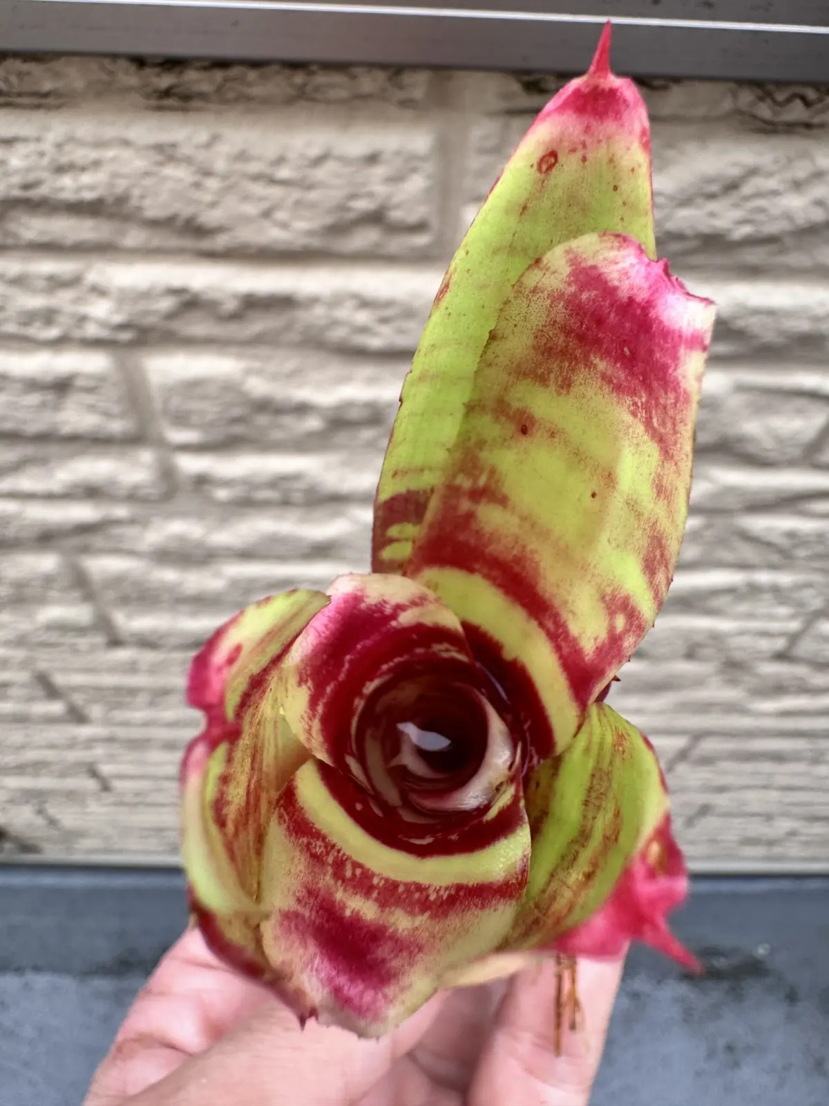 ネオレゲリア　フィッシュネット　子株