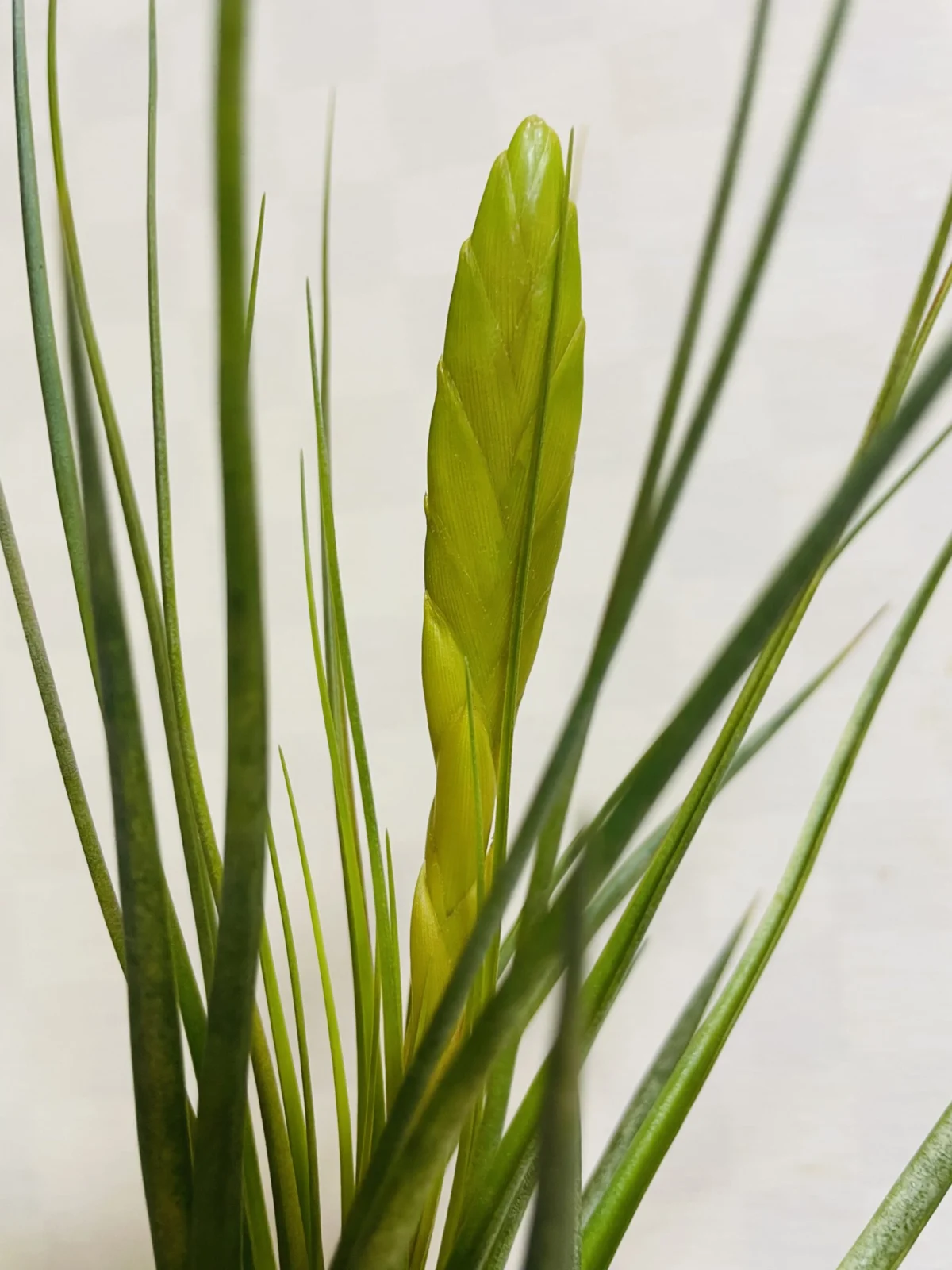 ティランジア　メラノクラテル　アルバ　花芽付き