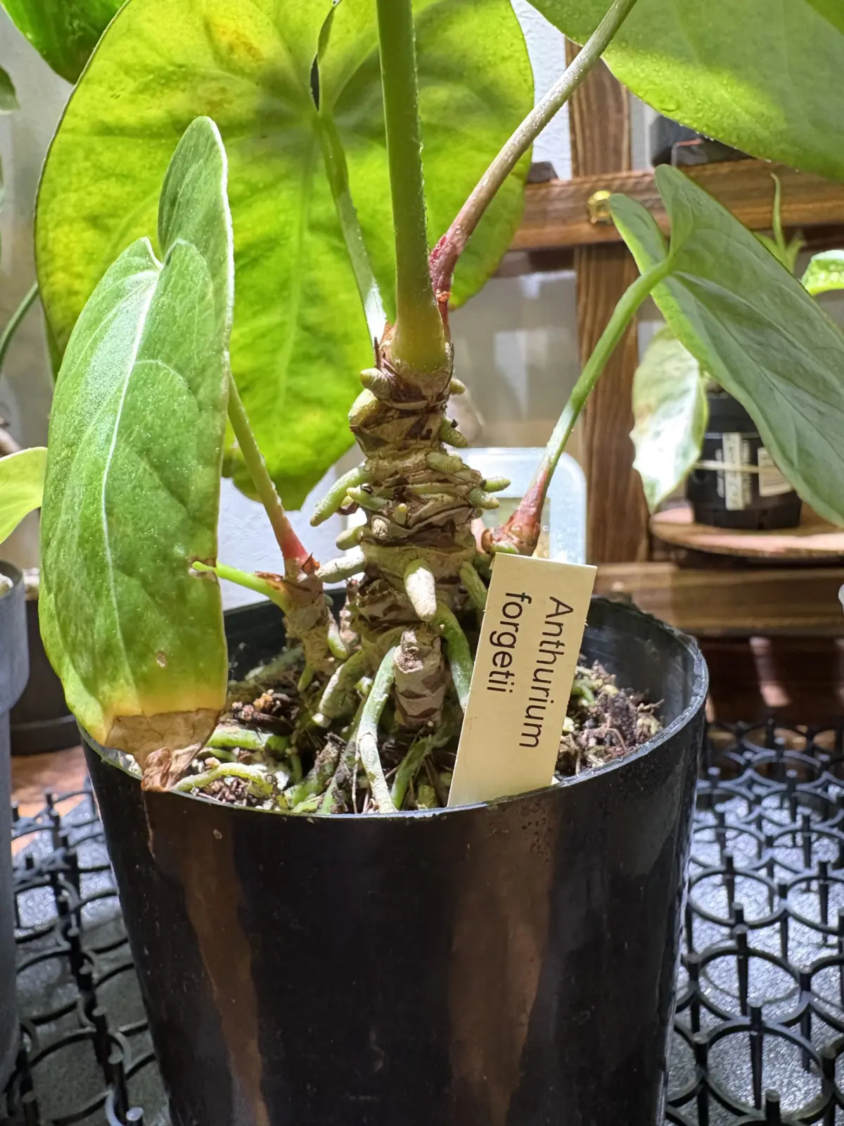 アンスリウム　フォルゲッティ