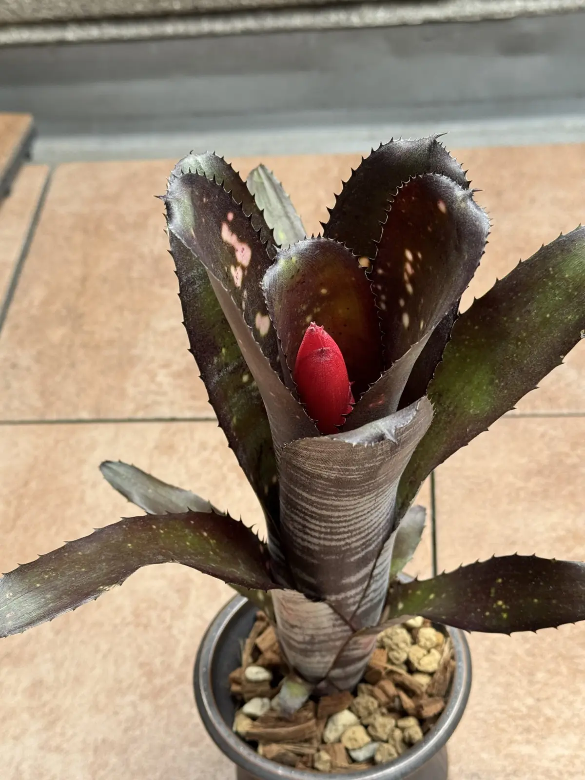 ビルベルギア スモークスタック