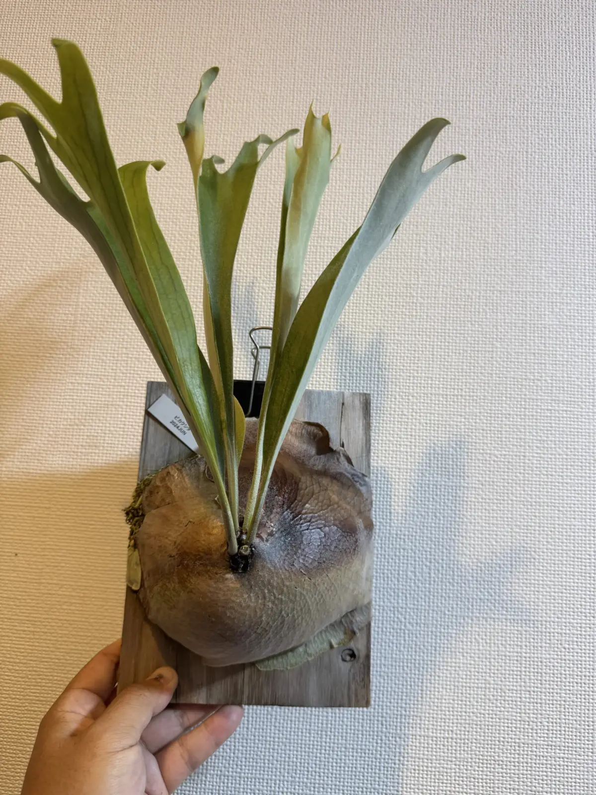 ビカクシダ　札落ち