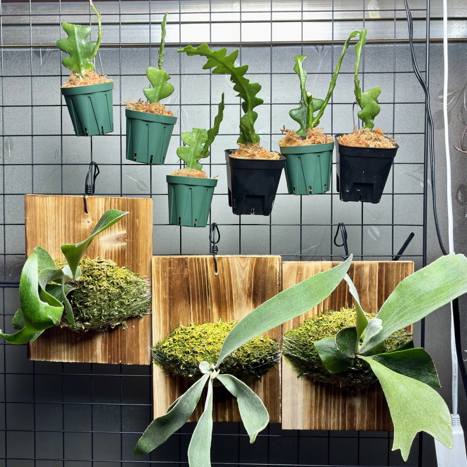 ビカクシダ – Plants Navi