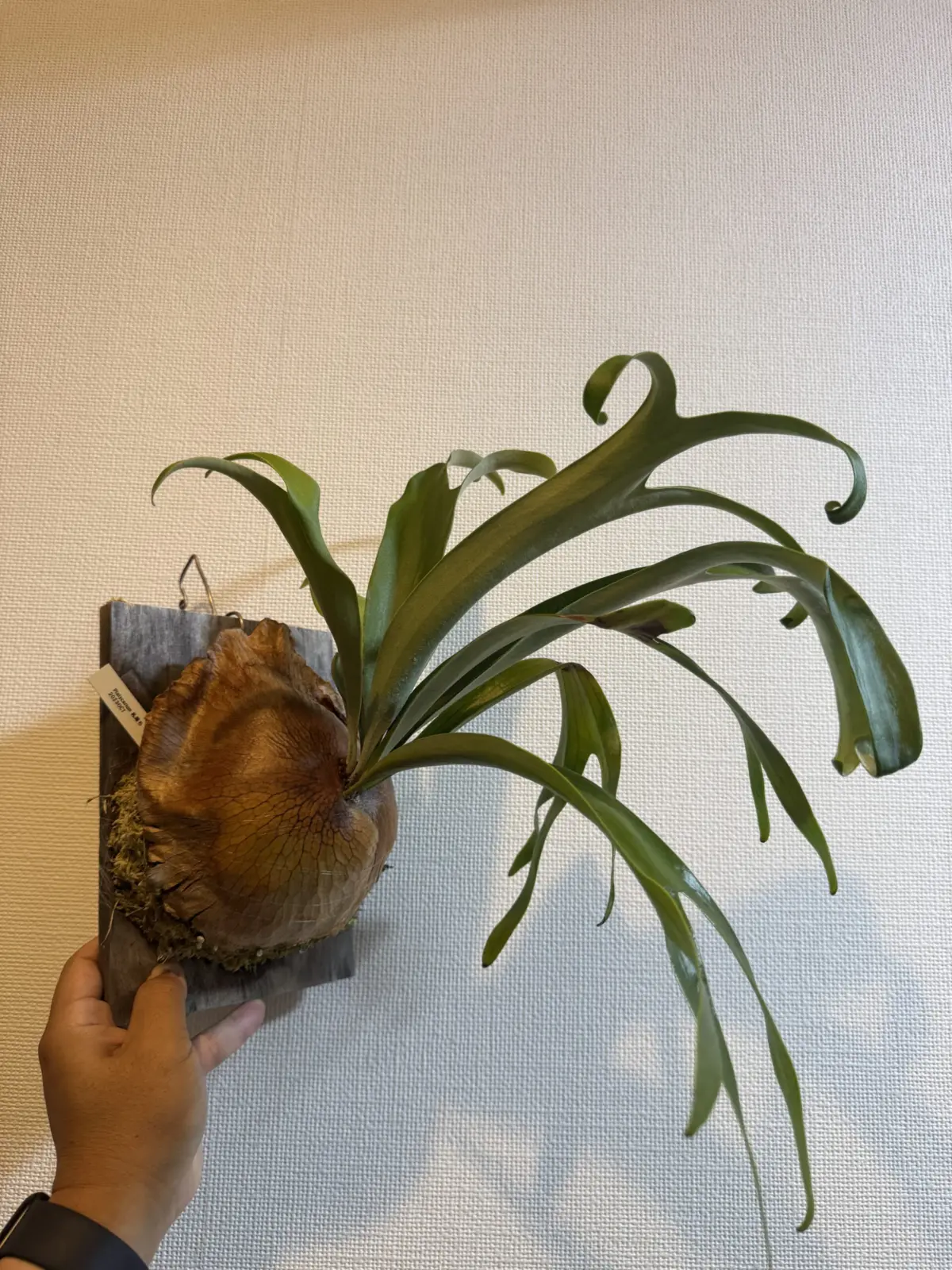 ビカクシダ　札落ち