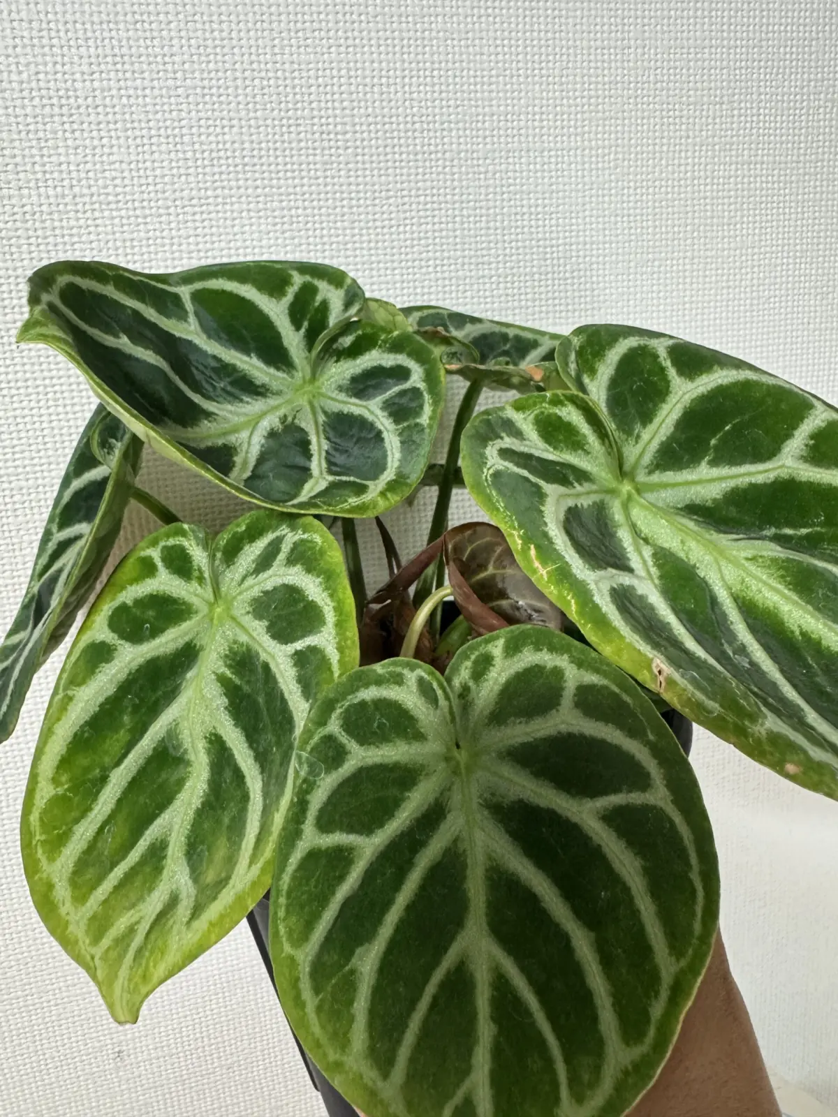 アンスリウム　ドラヤキ