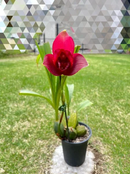 リカステ 洋ラン 花
