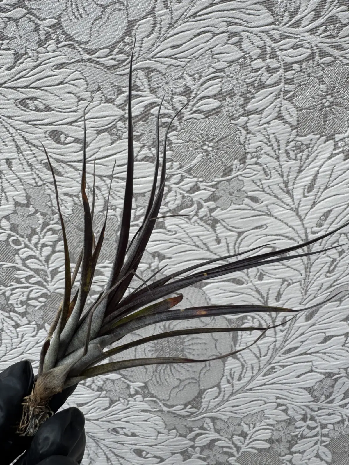 ティランジア　不明種　アンノウン