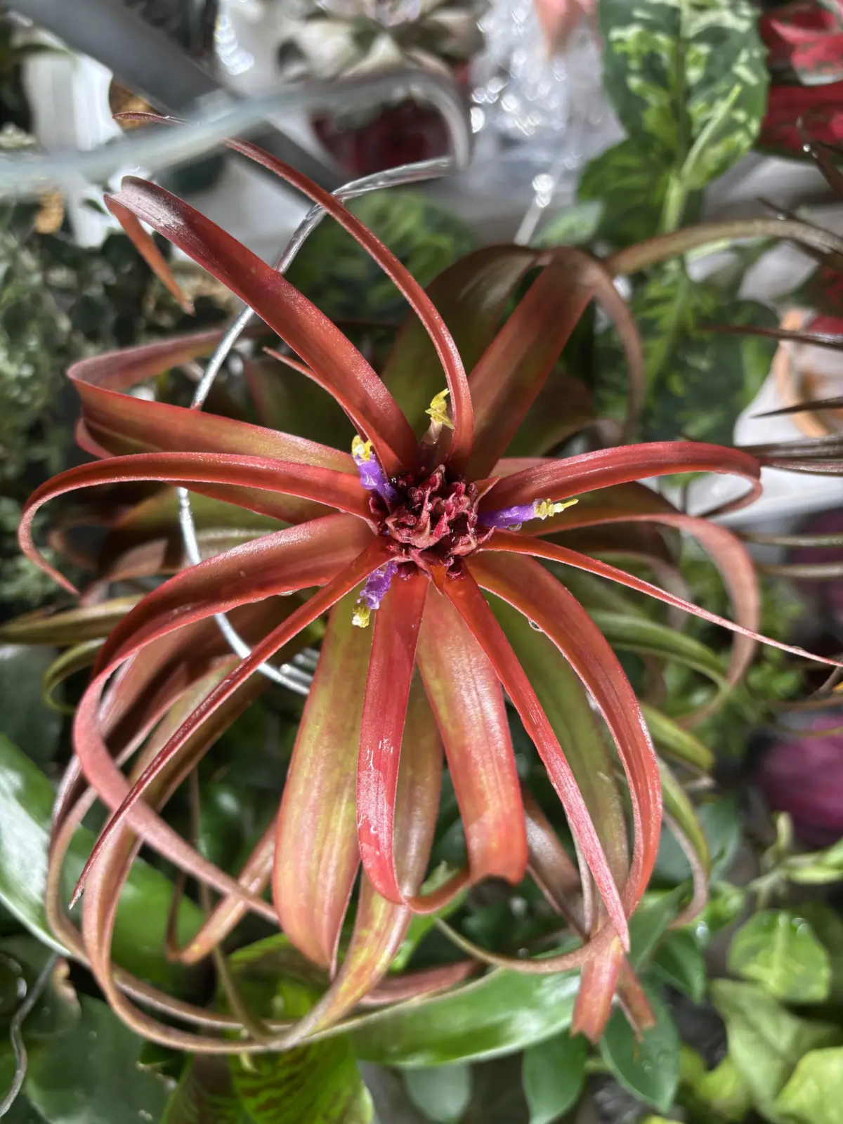 チランジア　エリックノブロック