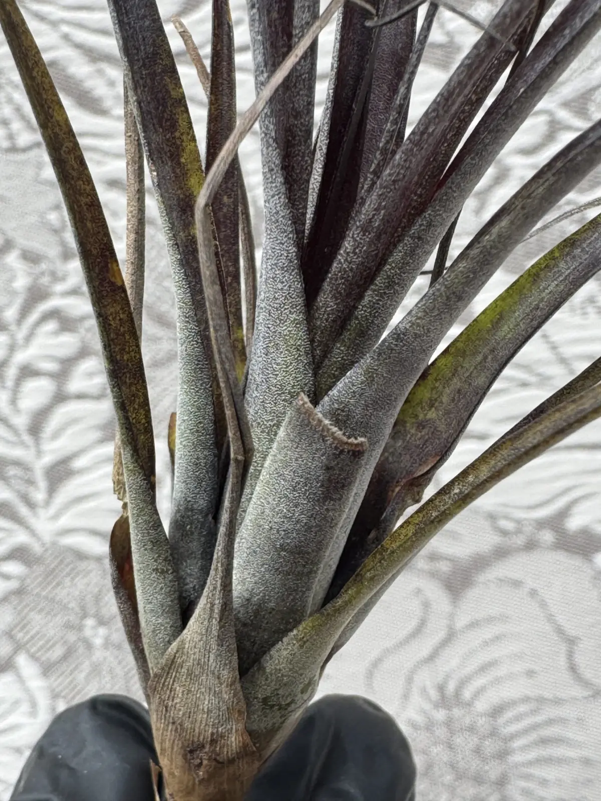 ティランジア　不明種　アンノウン