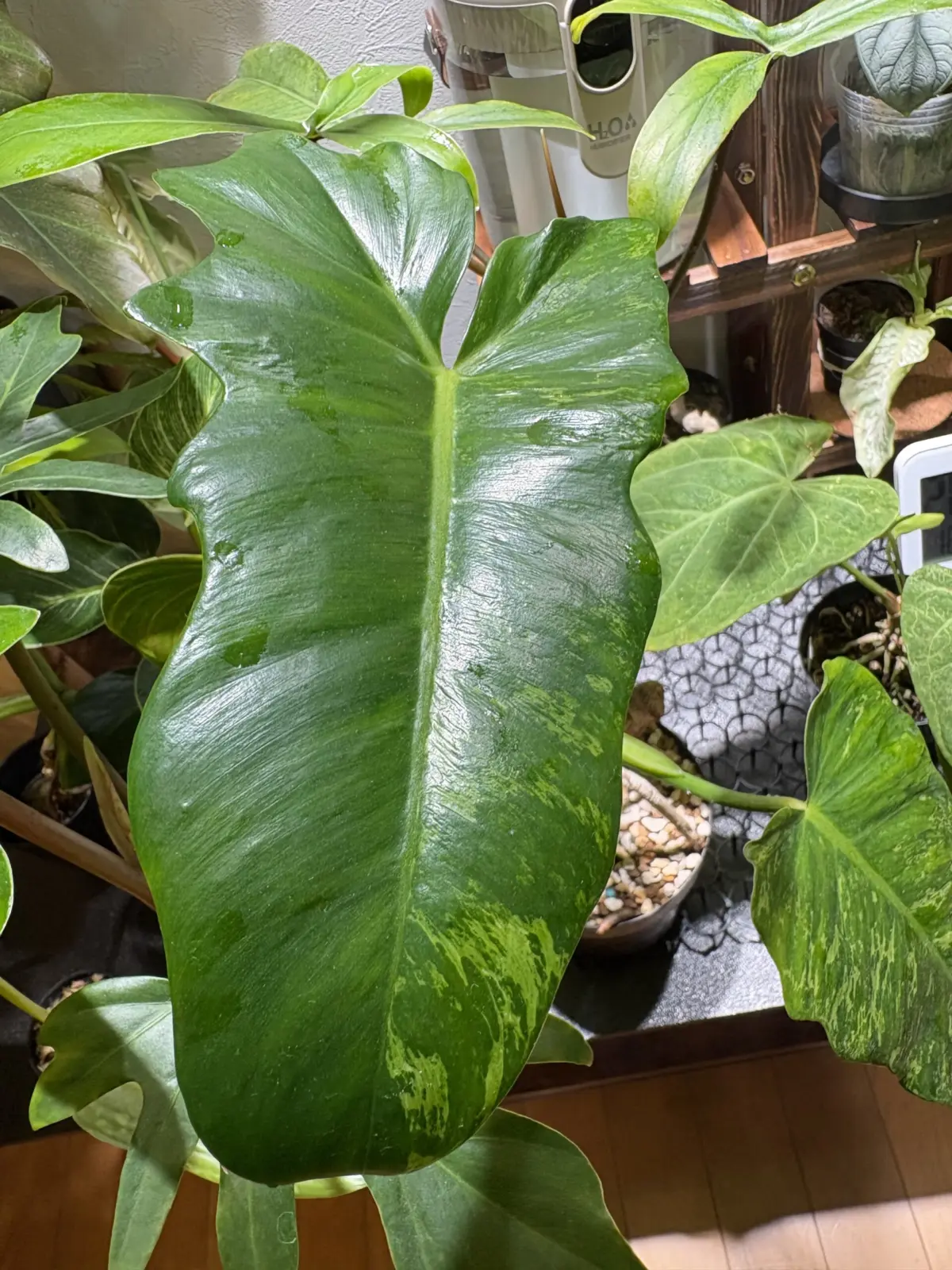 フィロデンドロン　ゴールデンドラゴン