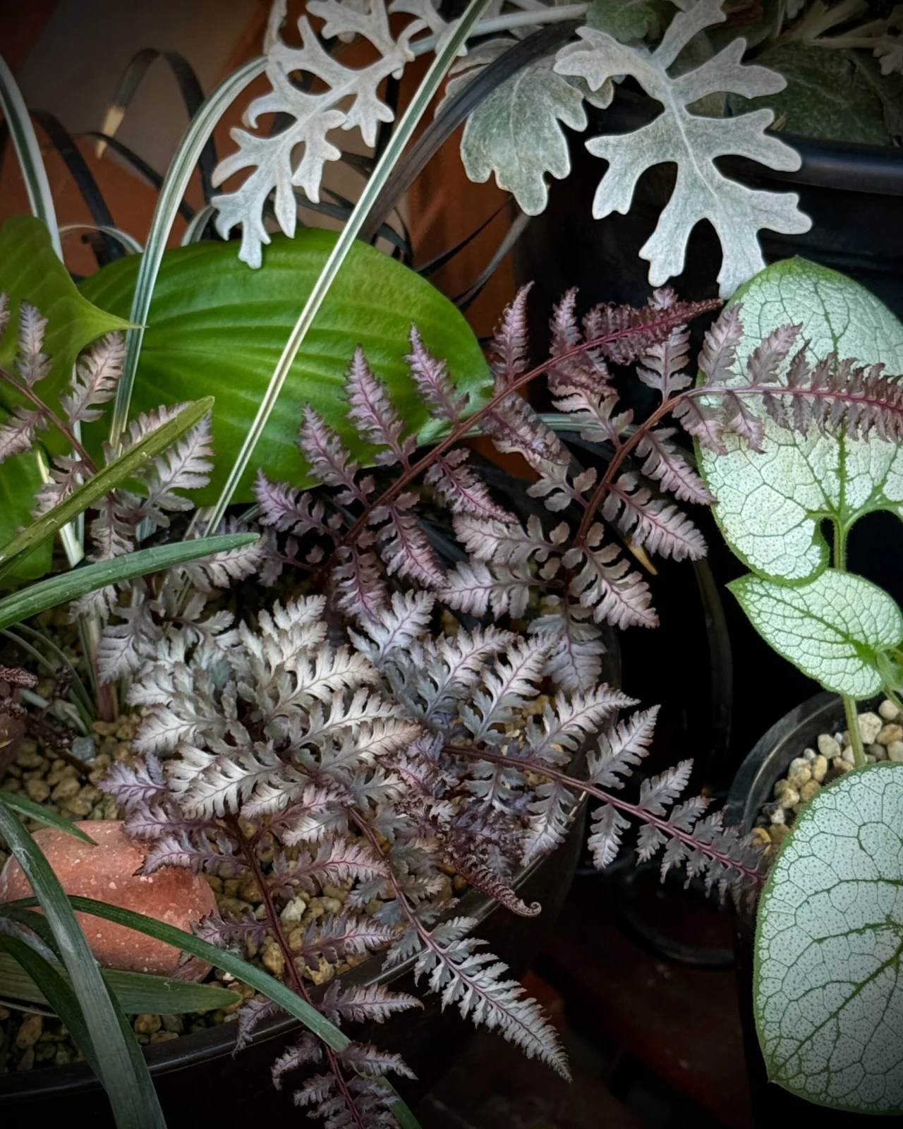 ニシキシダ　バーガンディレース