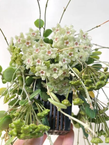 ホヤ セルペンス 花
