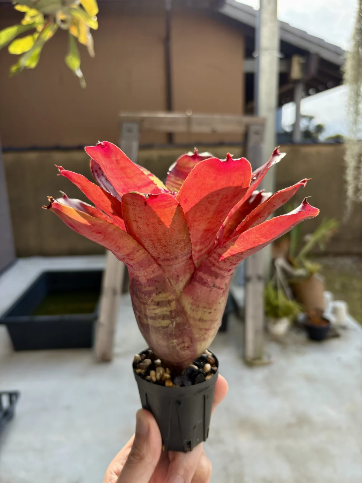 ネオレゲリア フィッシュネット