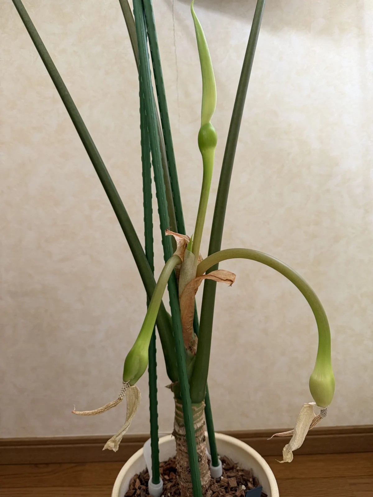 アロカシア　ワトソニア　4連仏炎苞