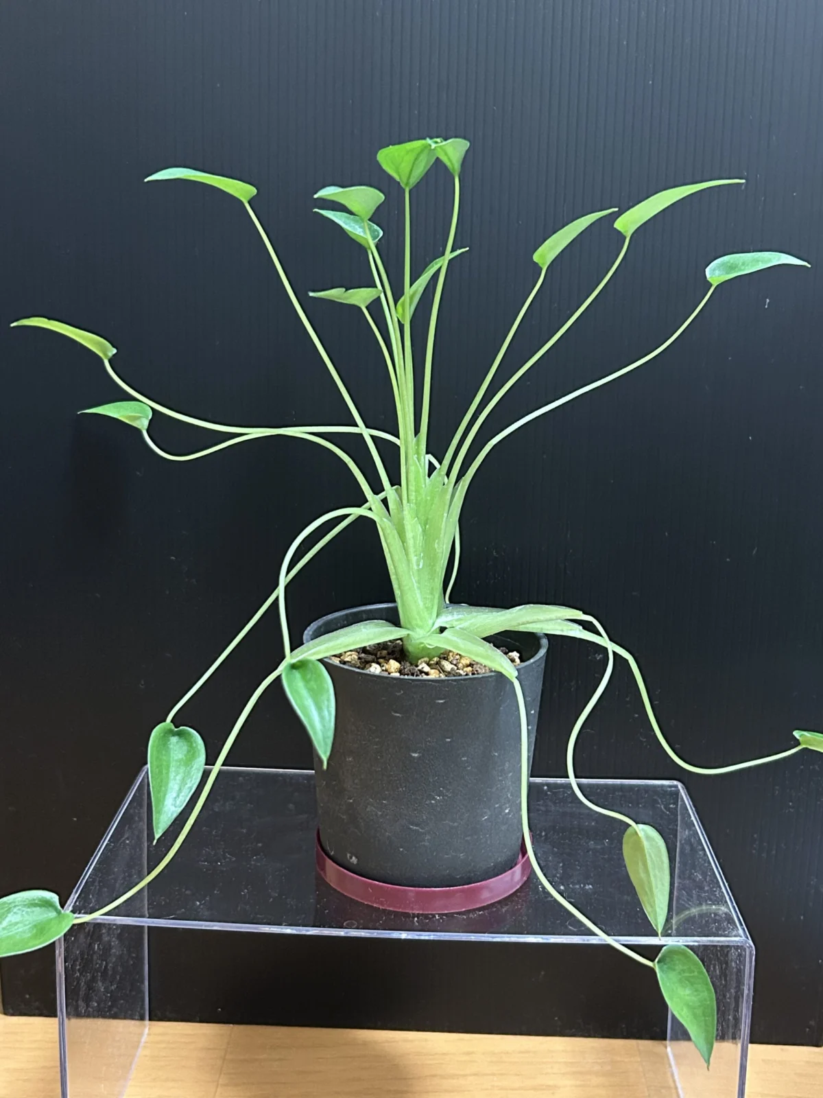 アロカシア　タイニーダンサー