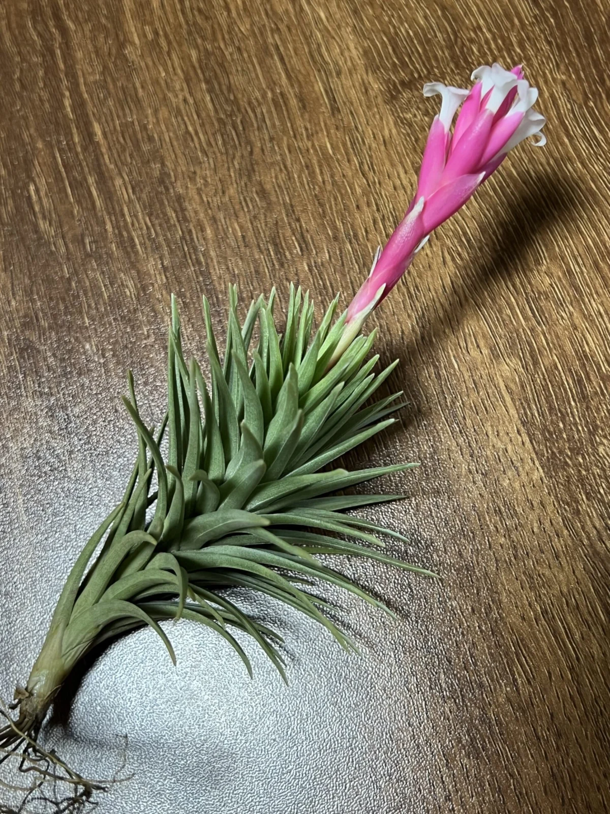 ティランジア テヌイフォリア 開花