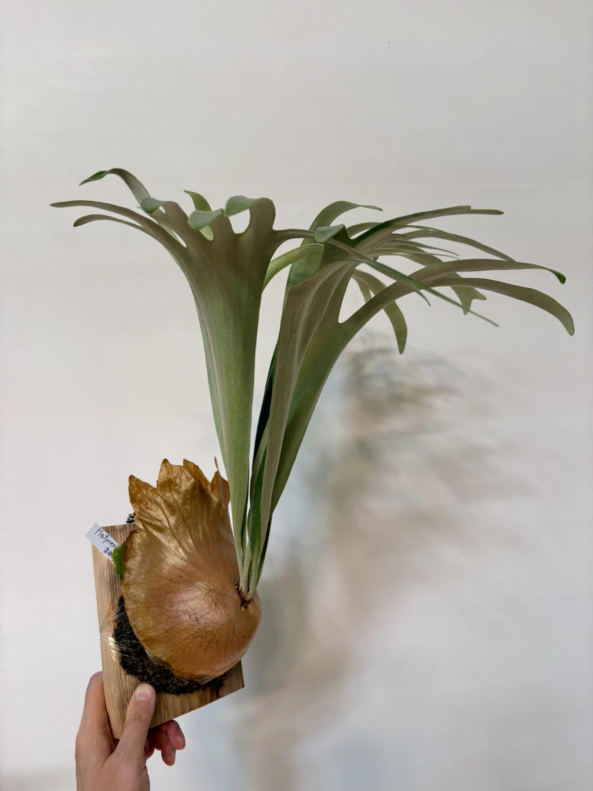 ビカクシダ　マガリ