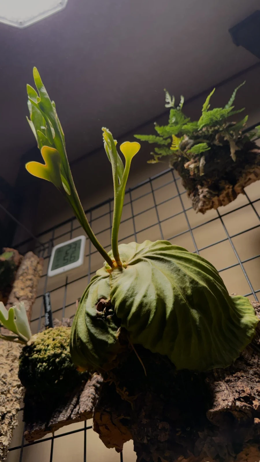 ビカクシダ　リドレイ