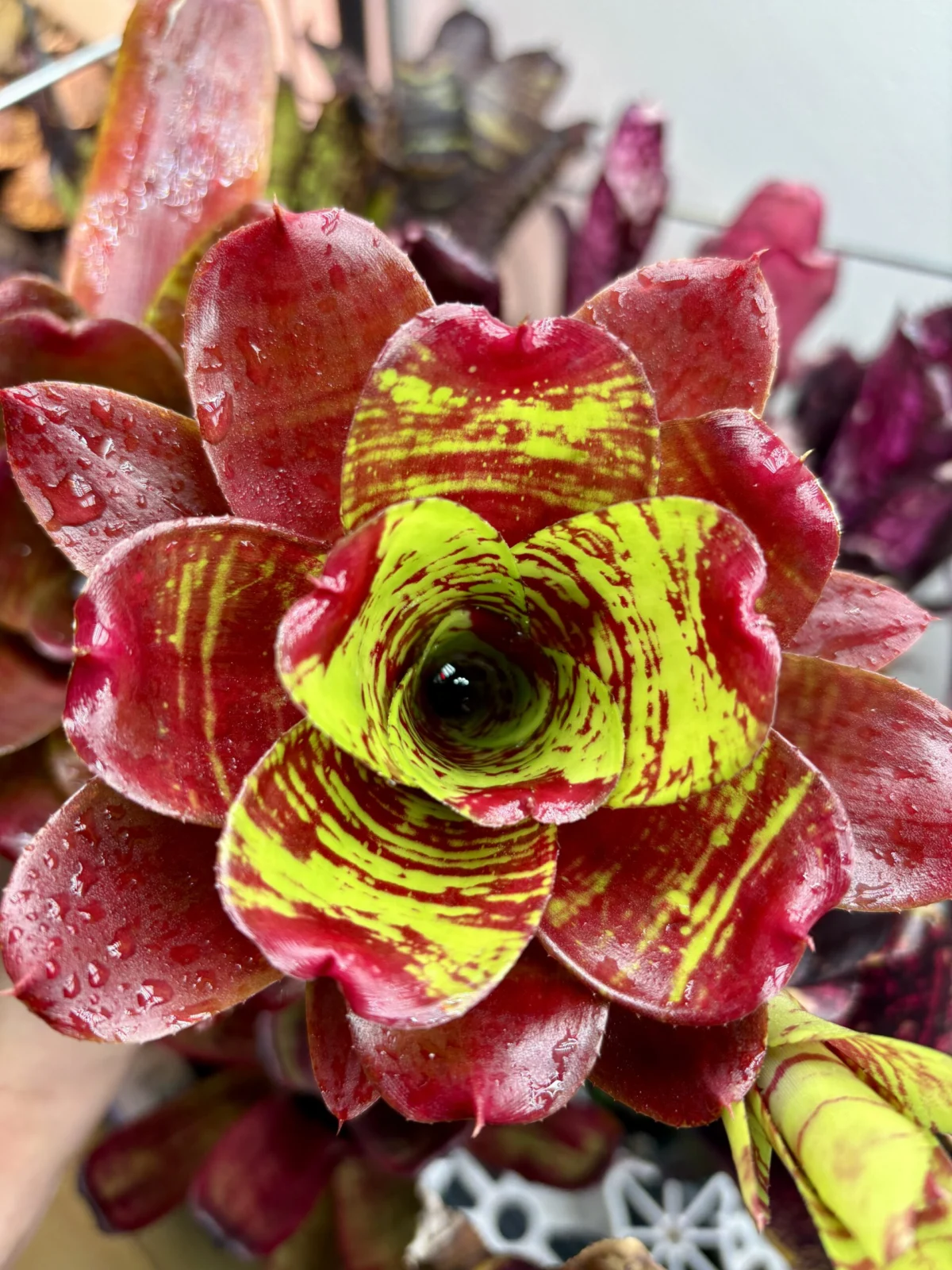 ネオレゲリア マエストラヴィダ