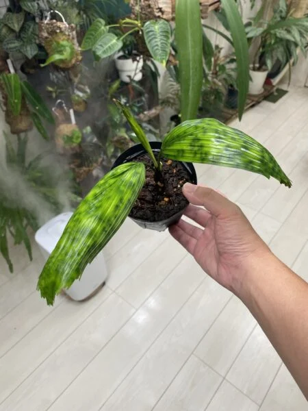 リクアラ　マッタンネンシス　マプー