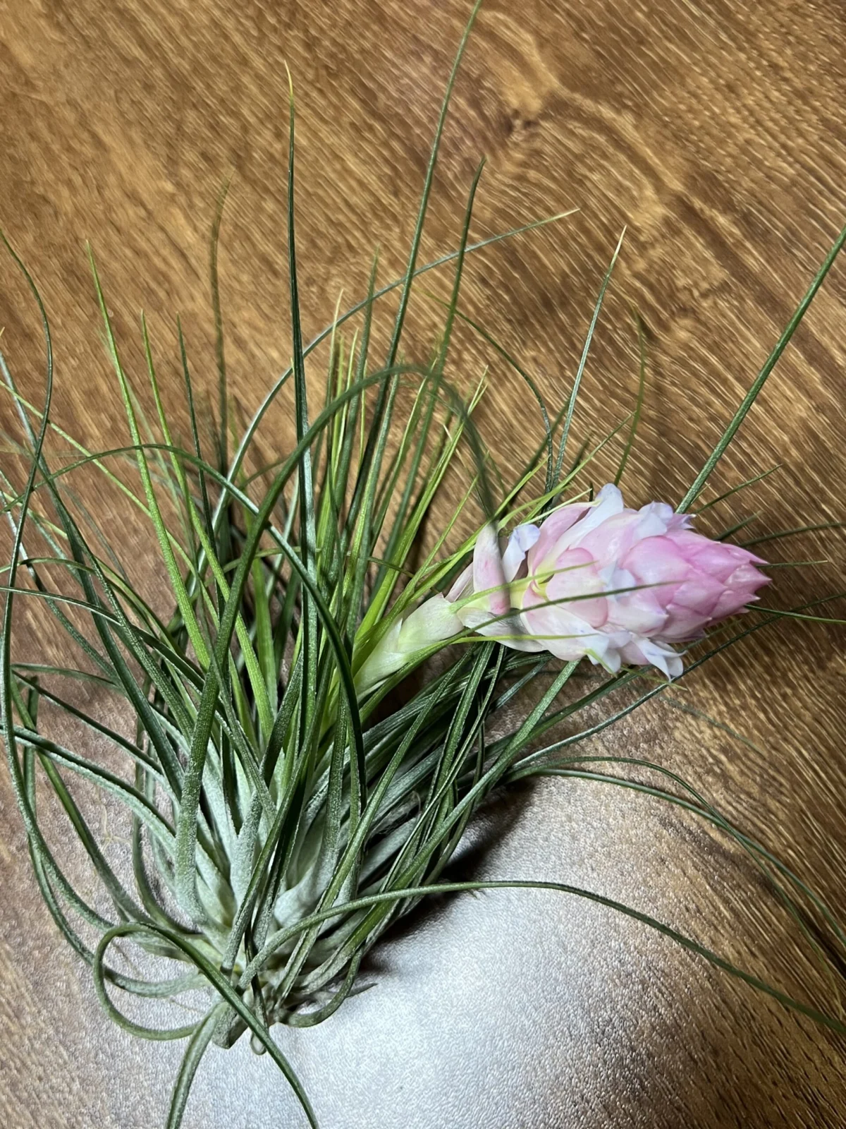 ティランジア マナ 開花