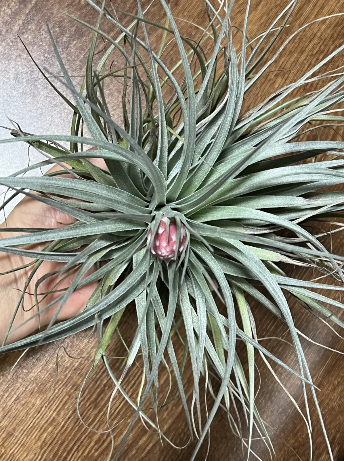 ティランジア コットンキャンディ(巨大) 蕾