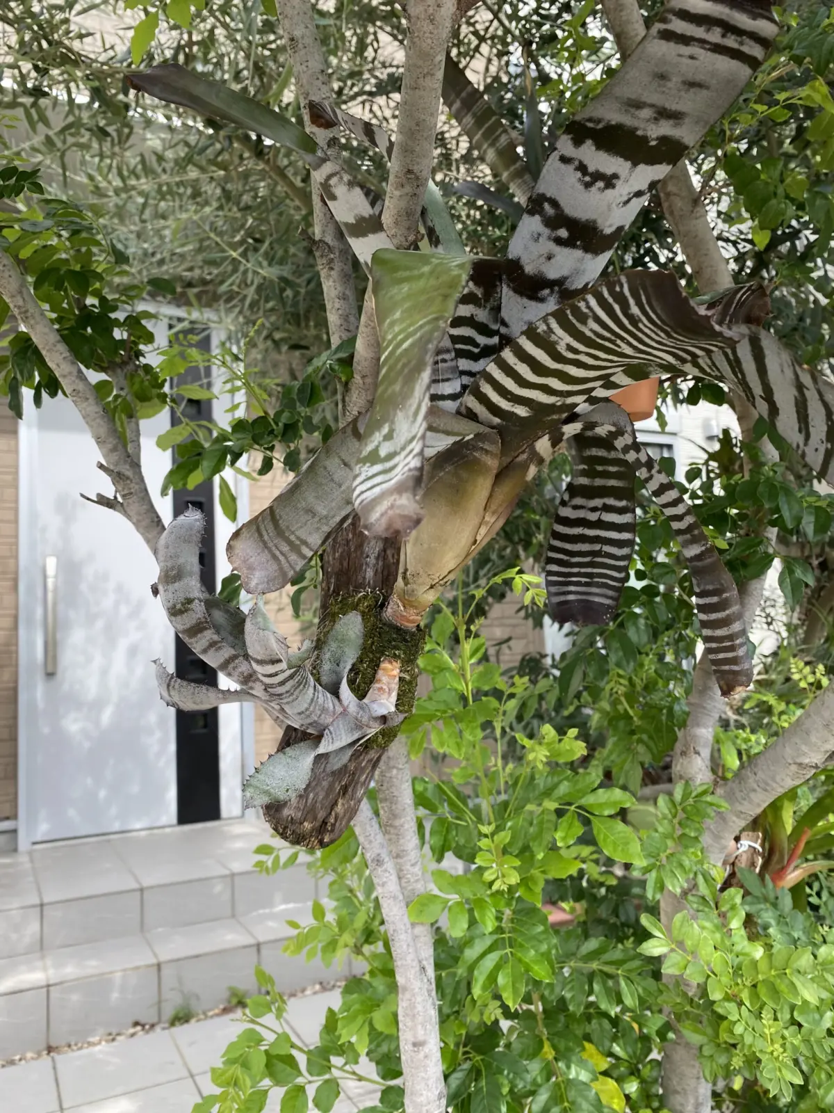 エクメア　チャンティニー　ブラックアイス