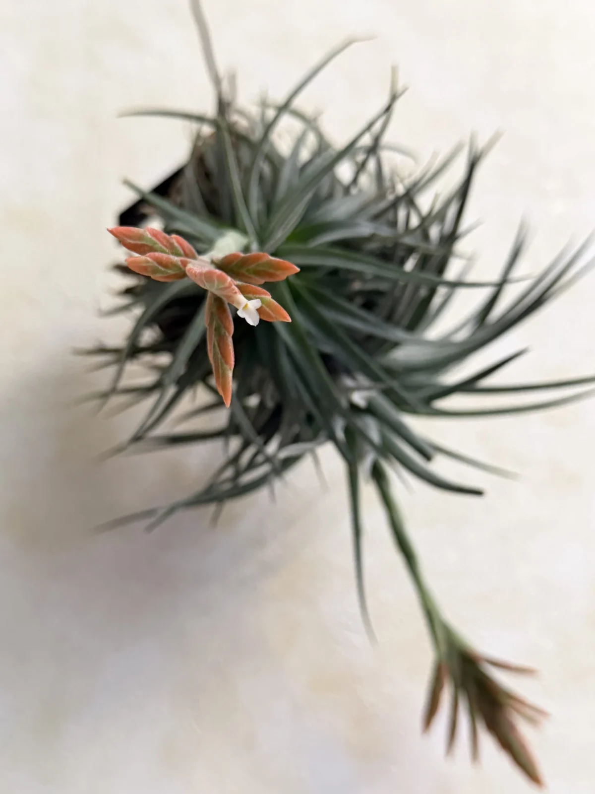 ティランジア　ディディスティカ　開花