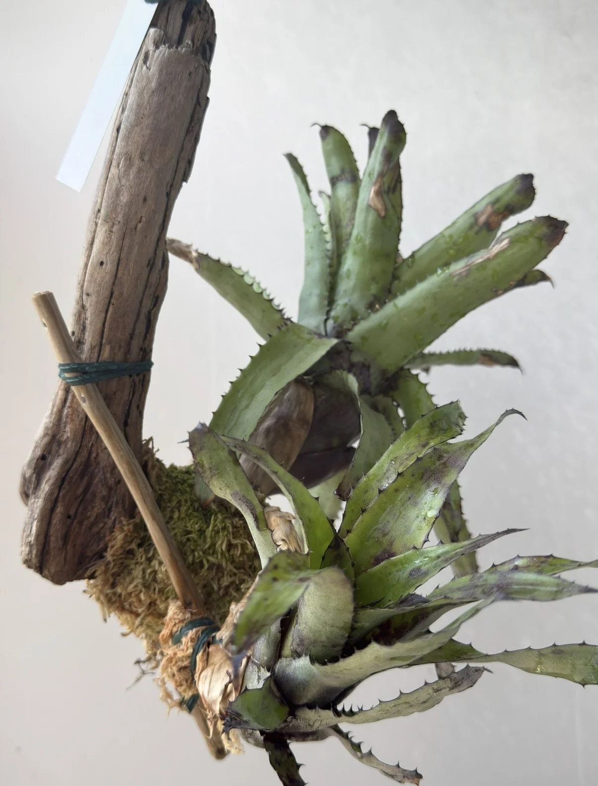 カニストラム – Plants Navi