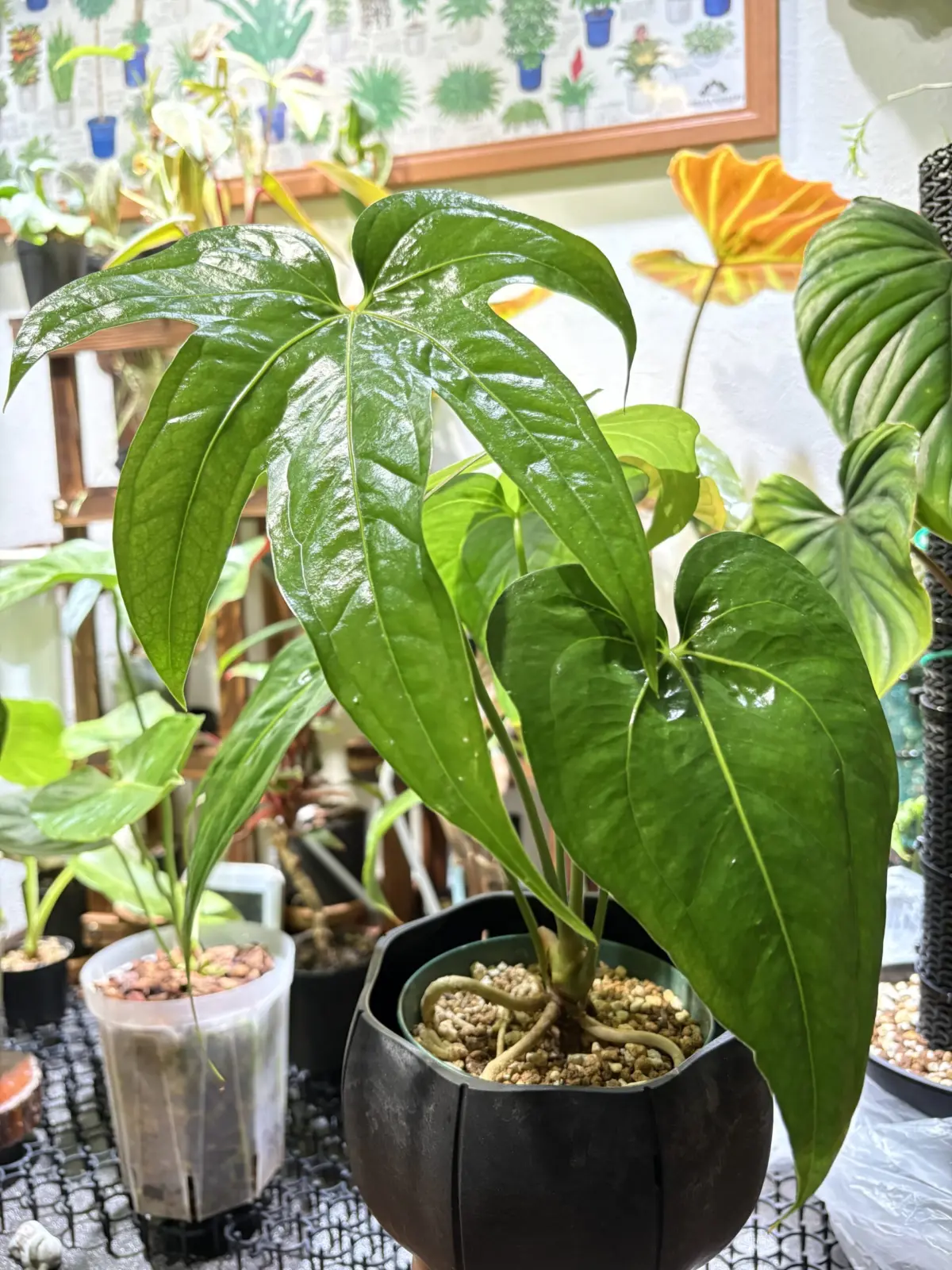 アンスリウム　ペダトラディアツム