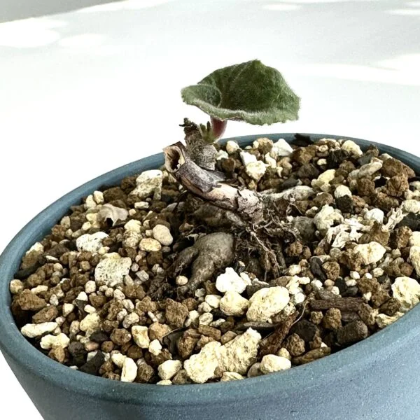 チレコドン　シングラリス　塊根植物
