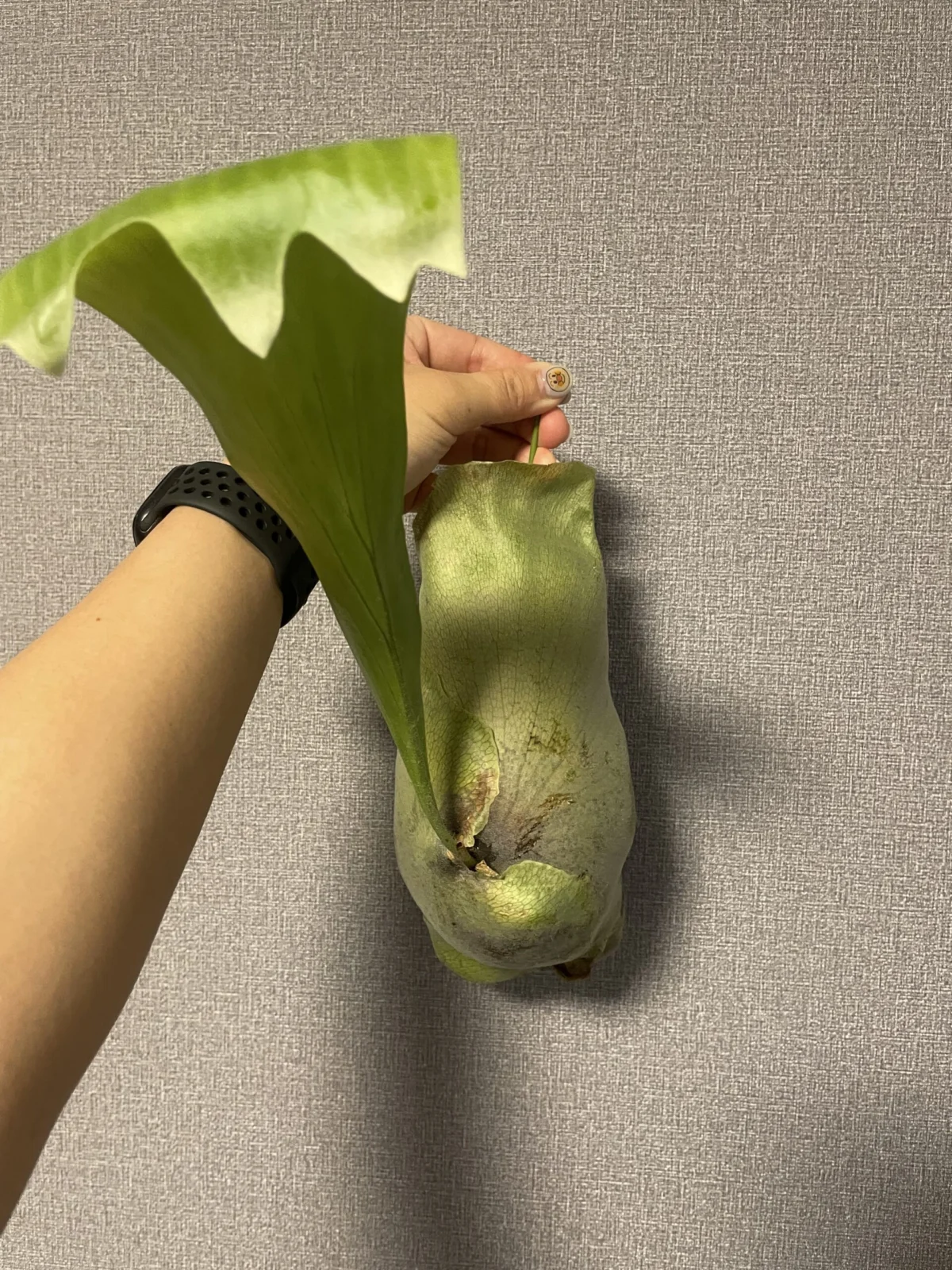 ビカクシダ　札落ち