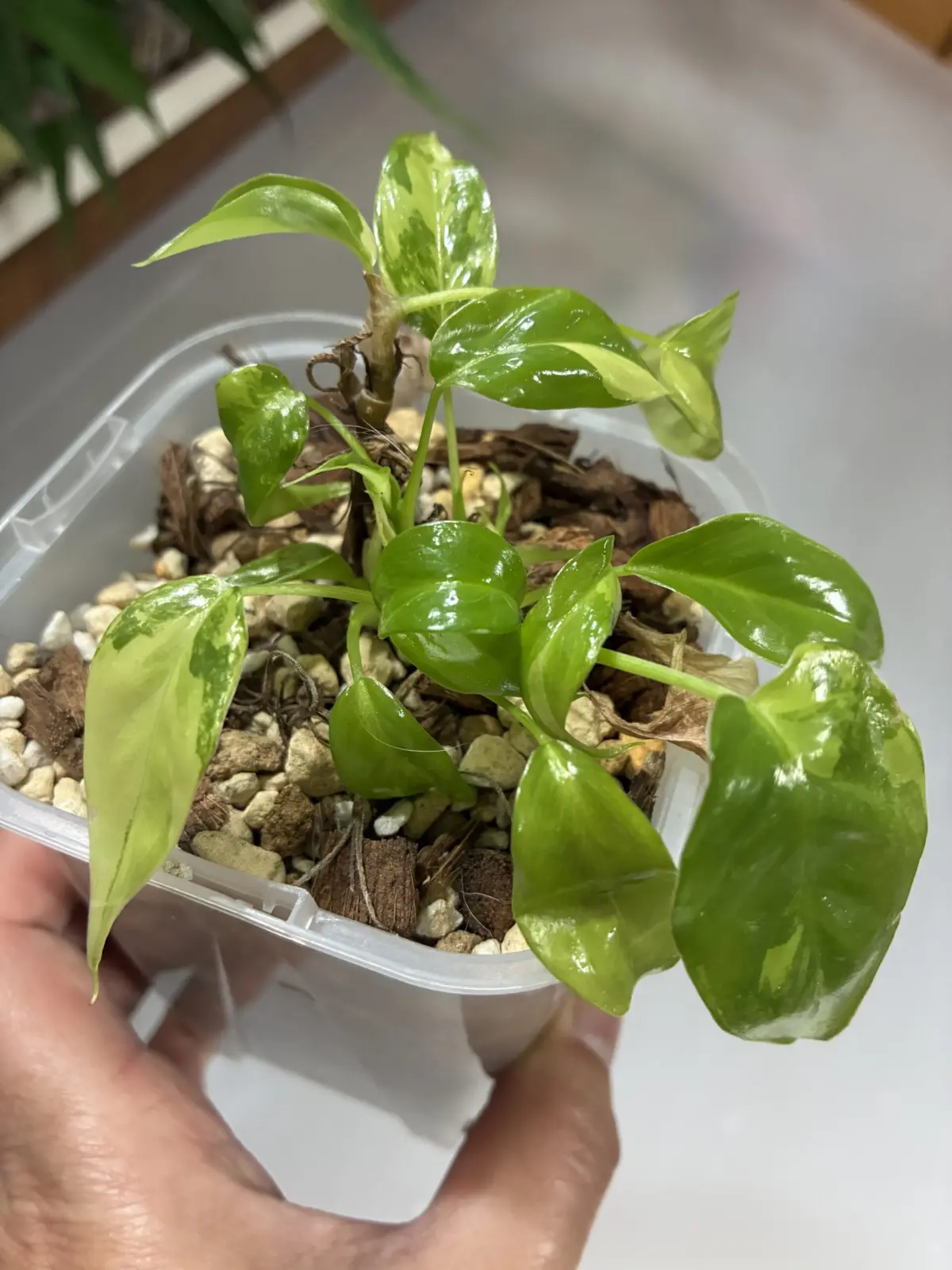 フィロデンドロン　バールマルクス