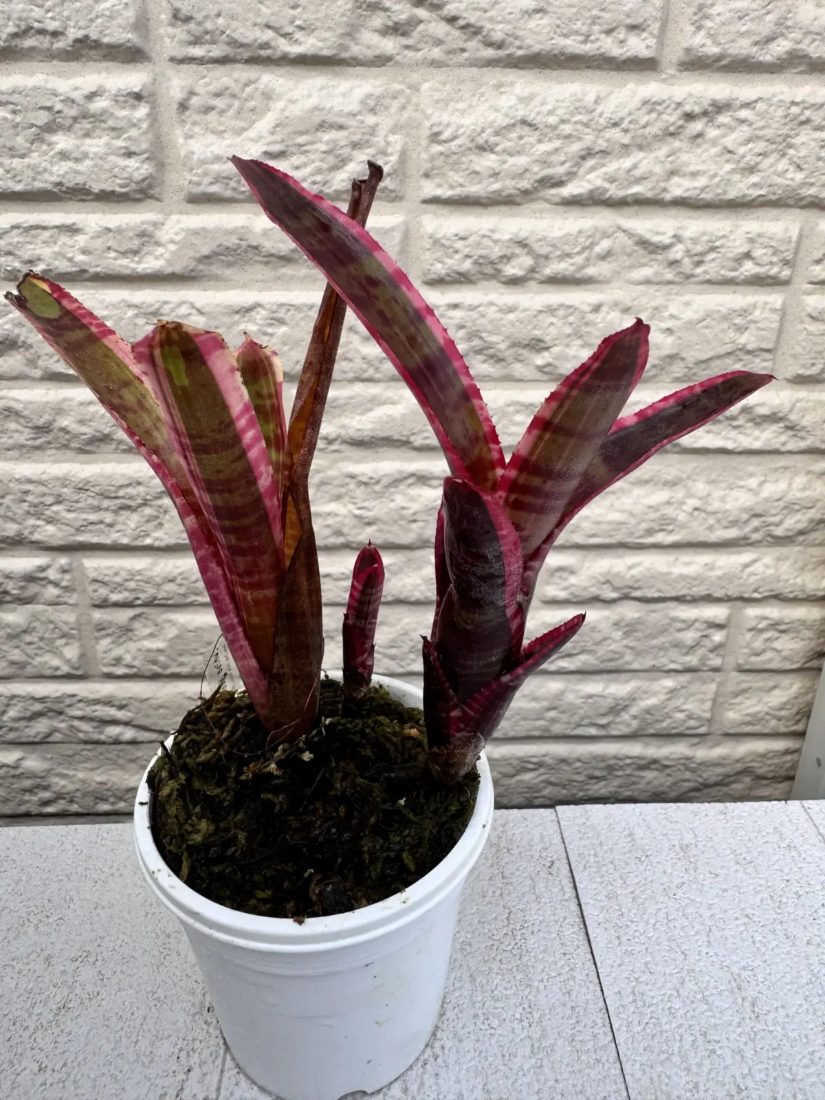 ネオレゲリア　ホワイトホットエンバー