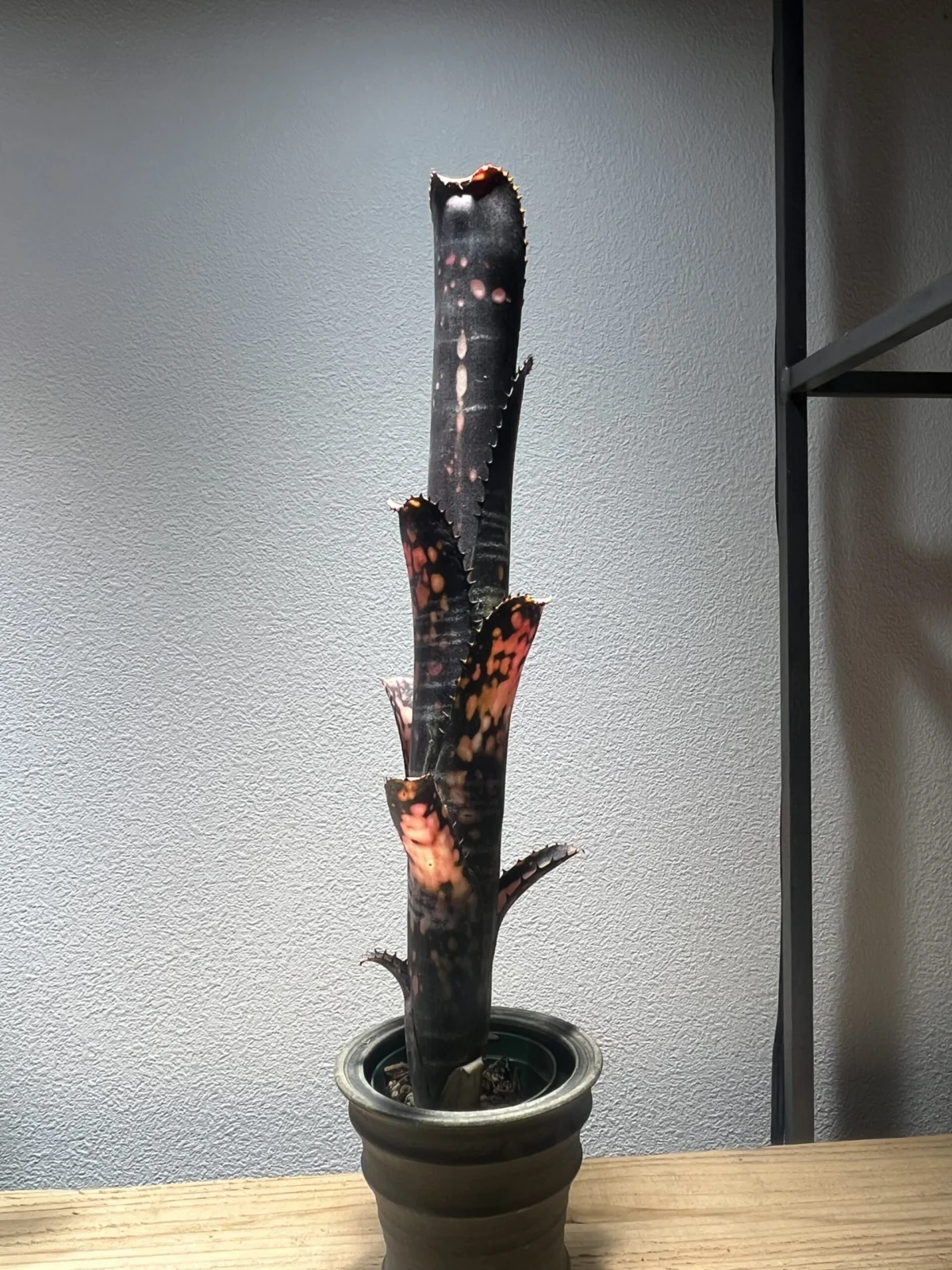 ビルベルギア　ミッドナイトサン