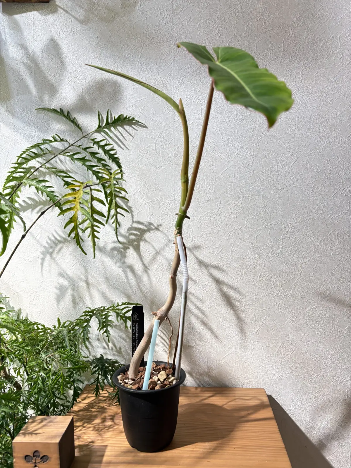 フィロデンドロン　パライソベルデ　アロイド盆栽　パルテノン