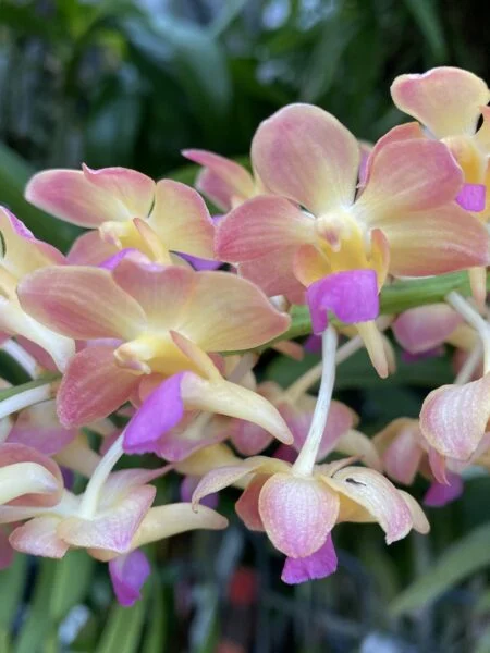 ペレイラーラ　バンコクスター　花　バンダ系　蘭