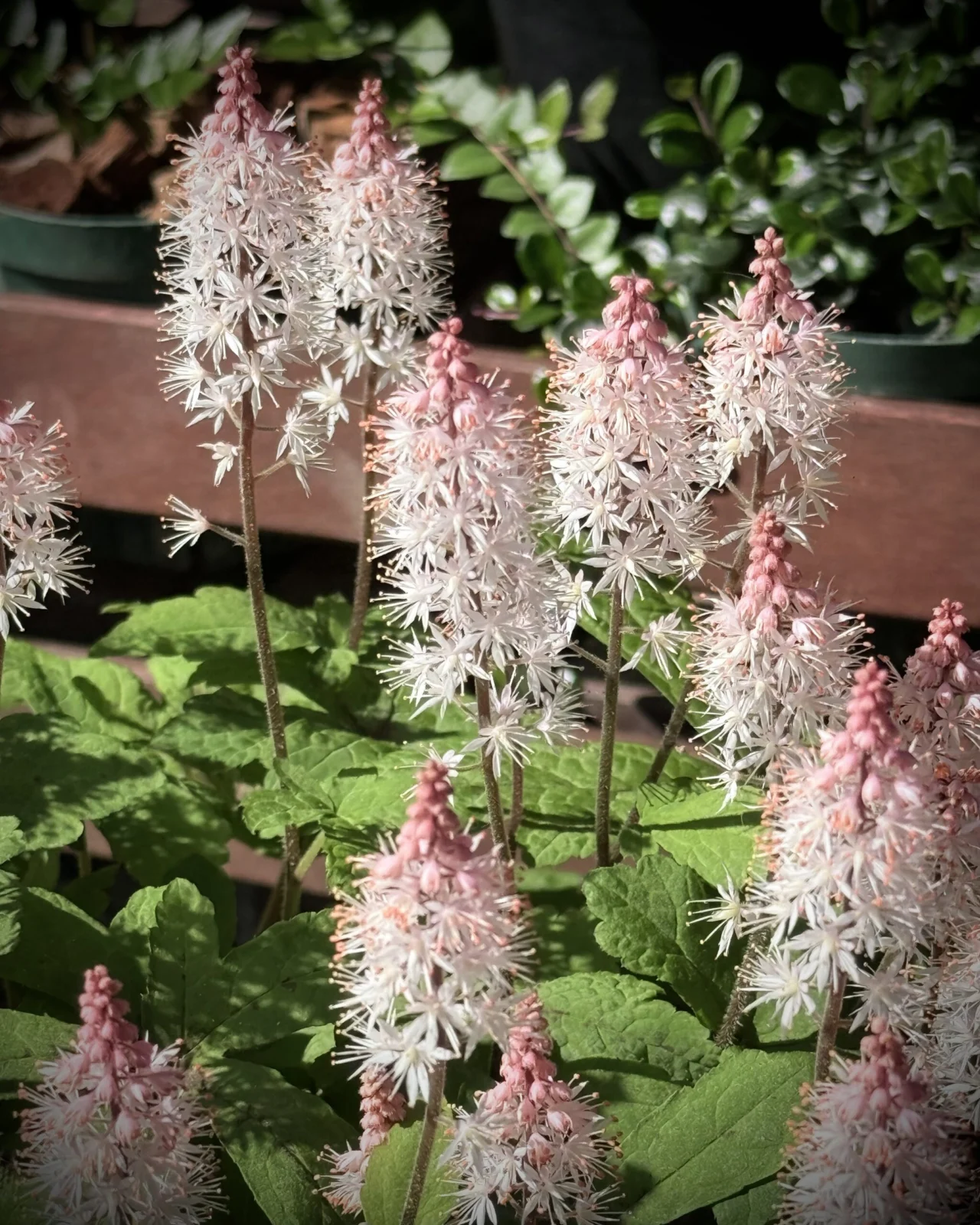 宿根草　ティアレア　スプリングシンフォニー