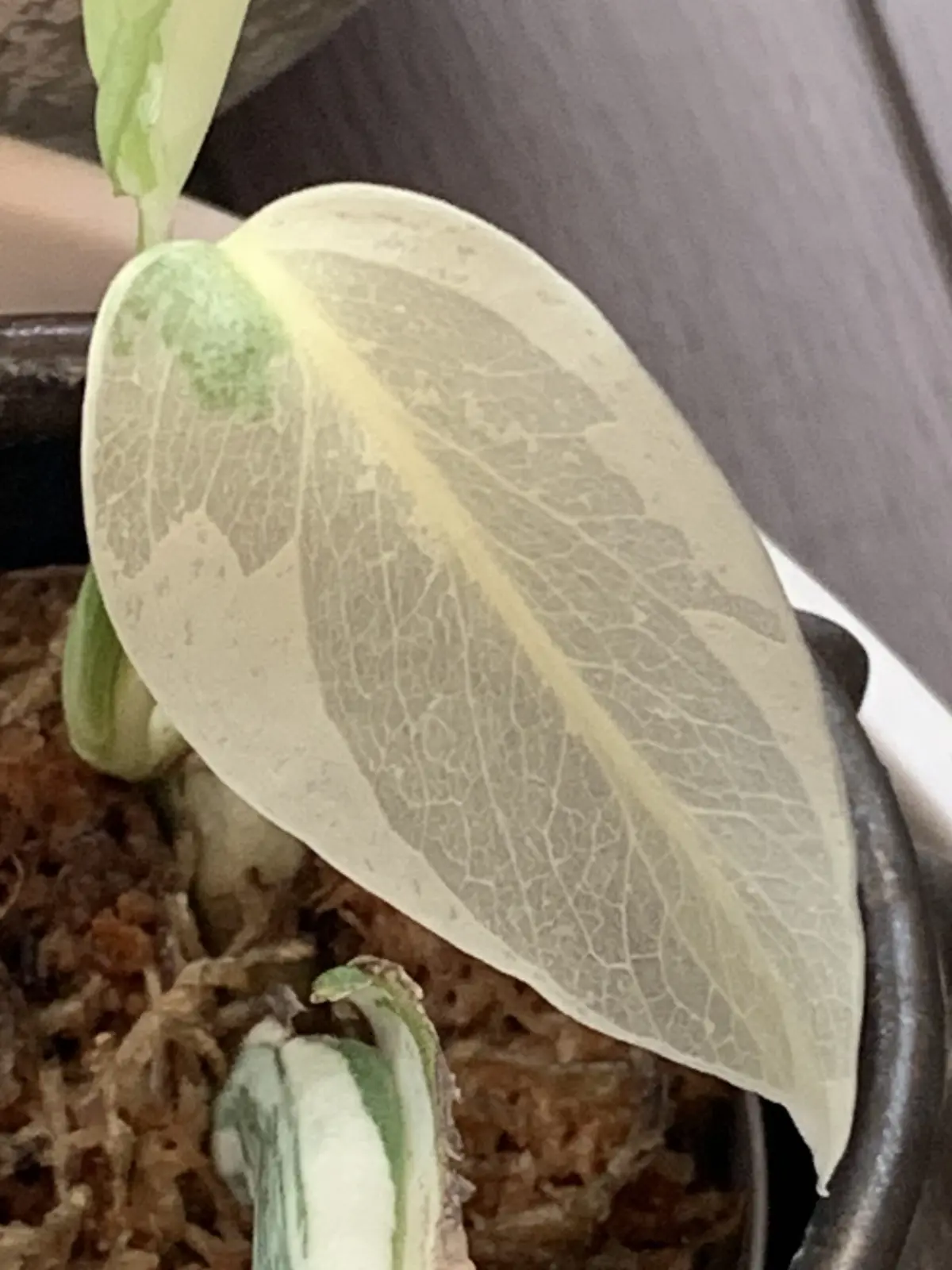 モンステラ ボルシギアナ アルボ 01_斑入り 溶けた