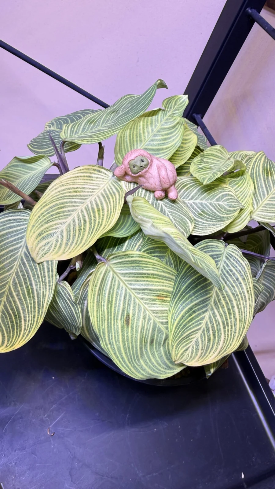 マランタ　ライトベインズ　