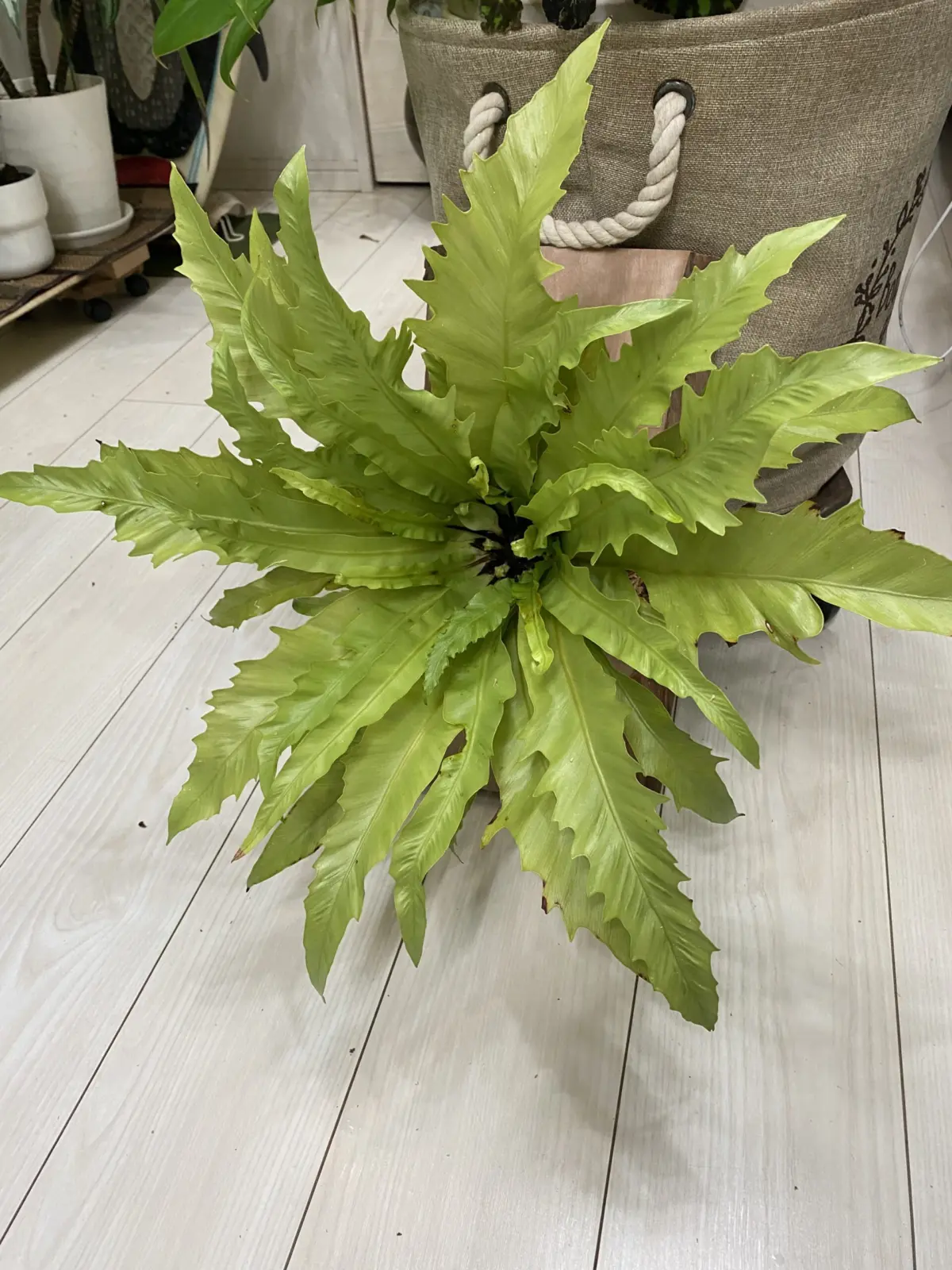 アスプレニウム　バリエーション