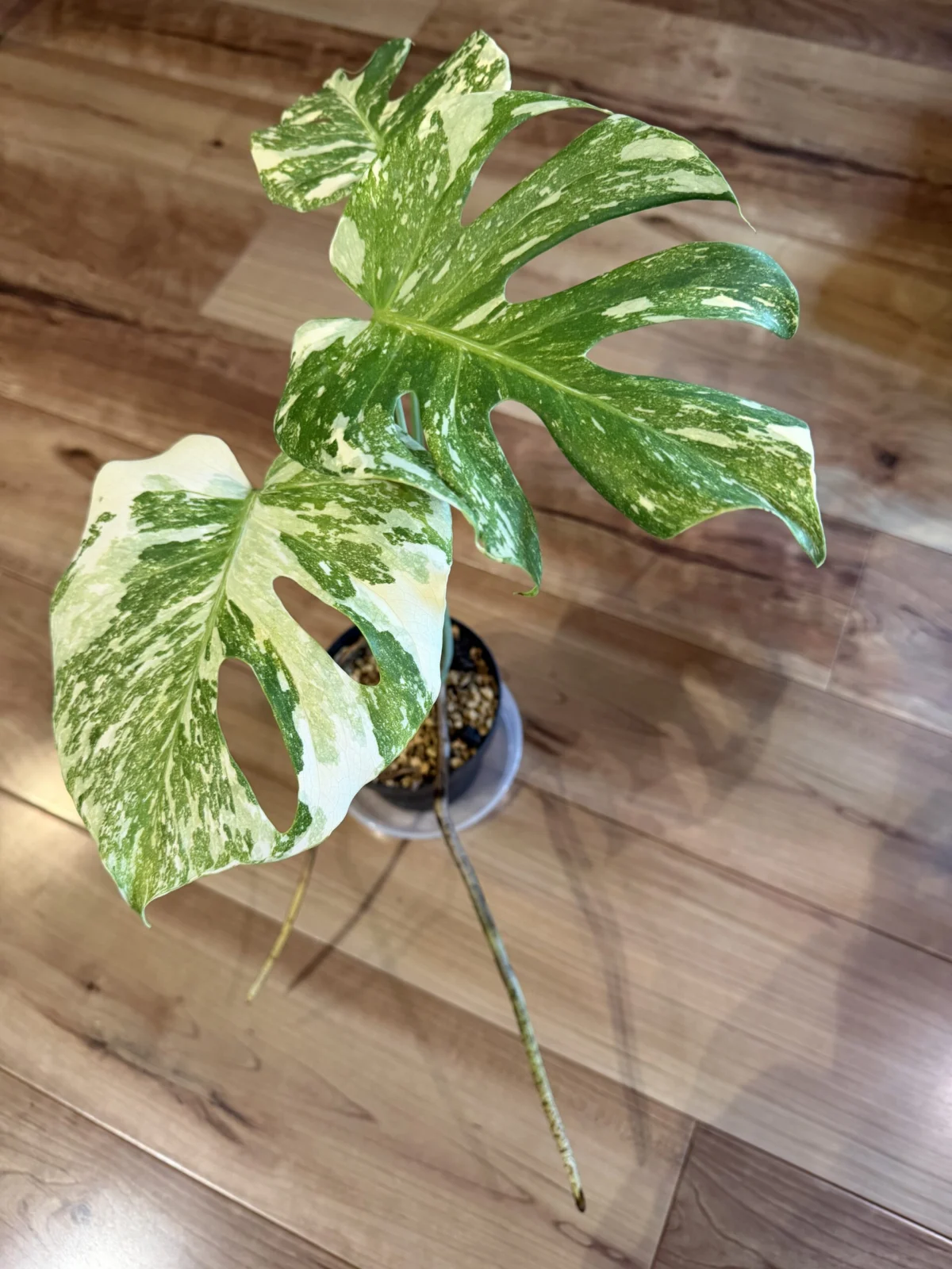 モンステラ　デリシオーサ　タイコンステレーション