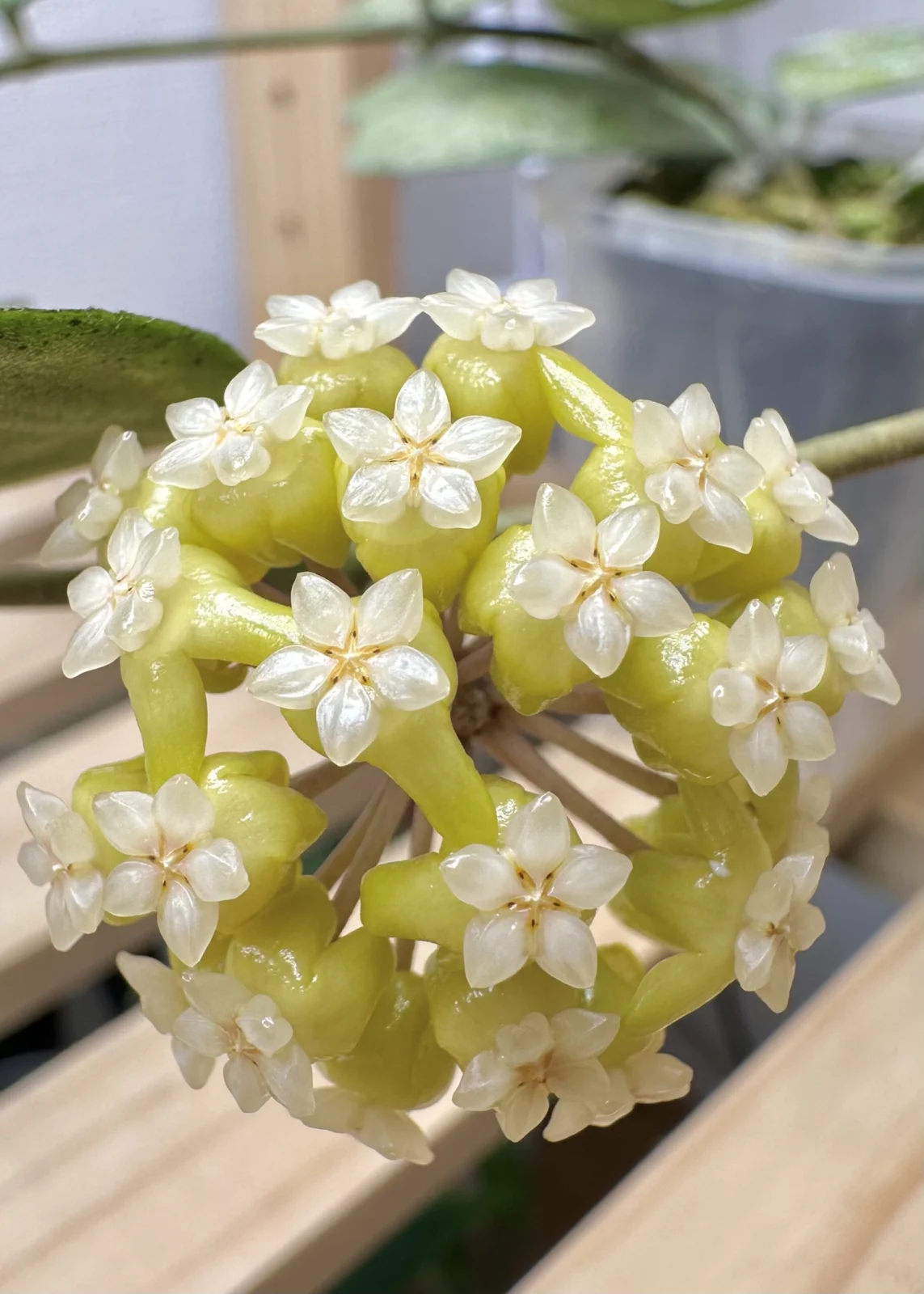 ホヤ モーニングデュー 花