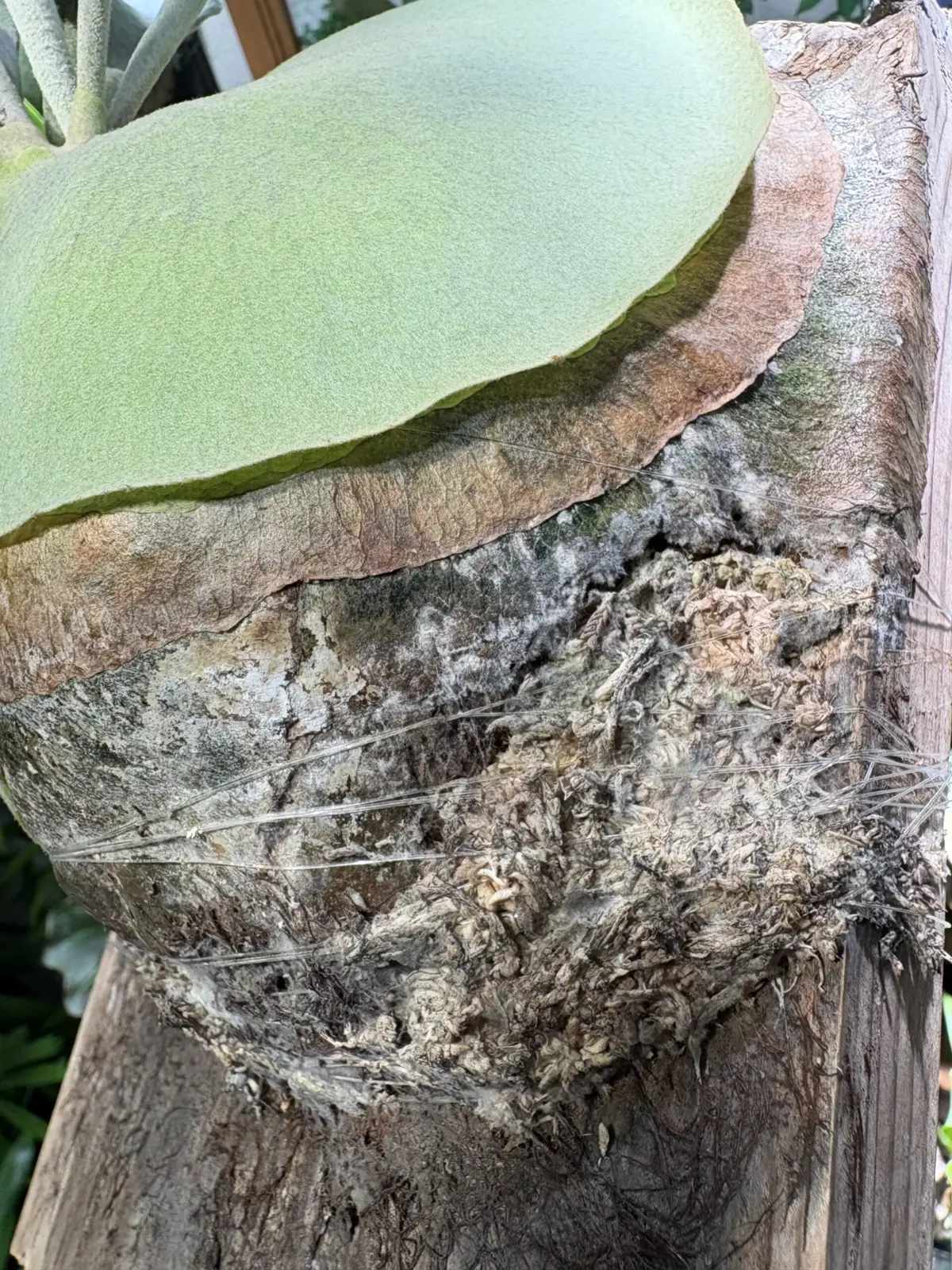 ビカクシダ　MW９