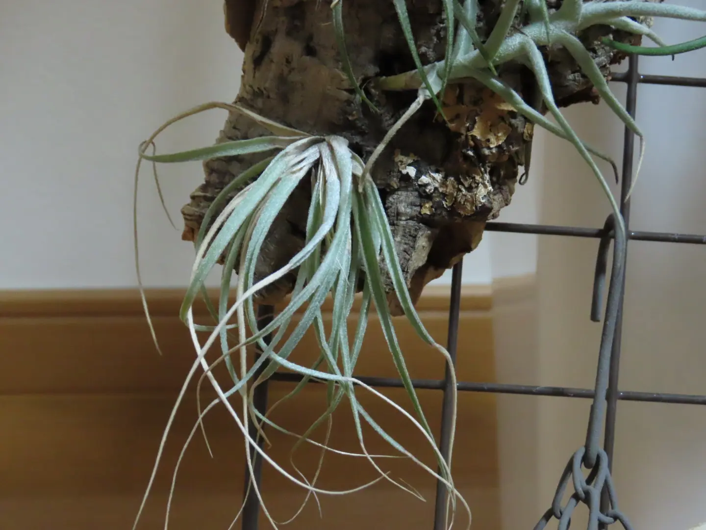 ティランジア　札落ち